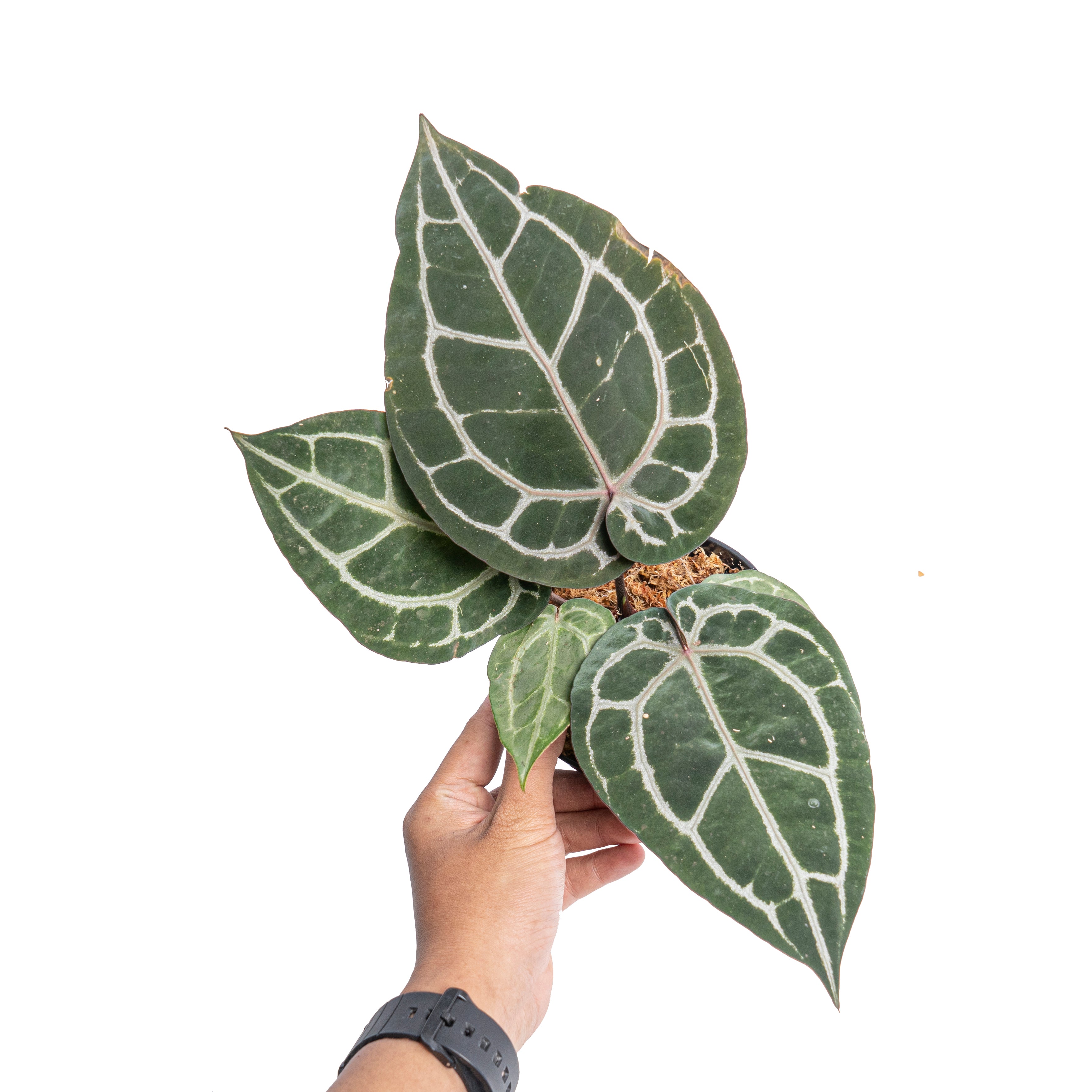 Anthurium ‘Michelle’ (Doc Block)