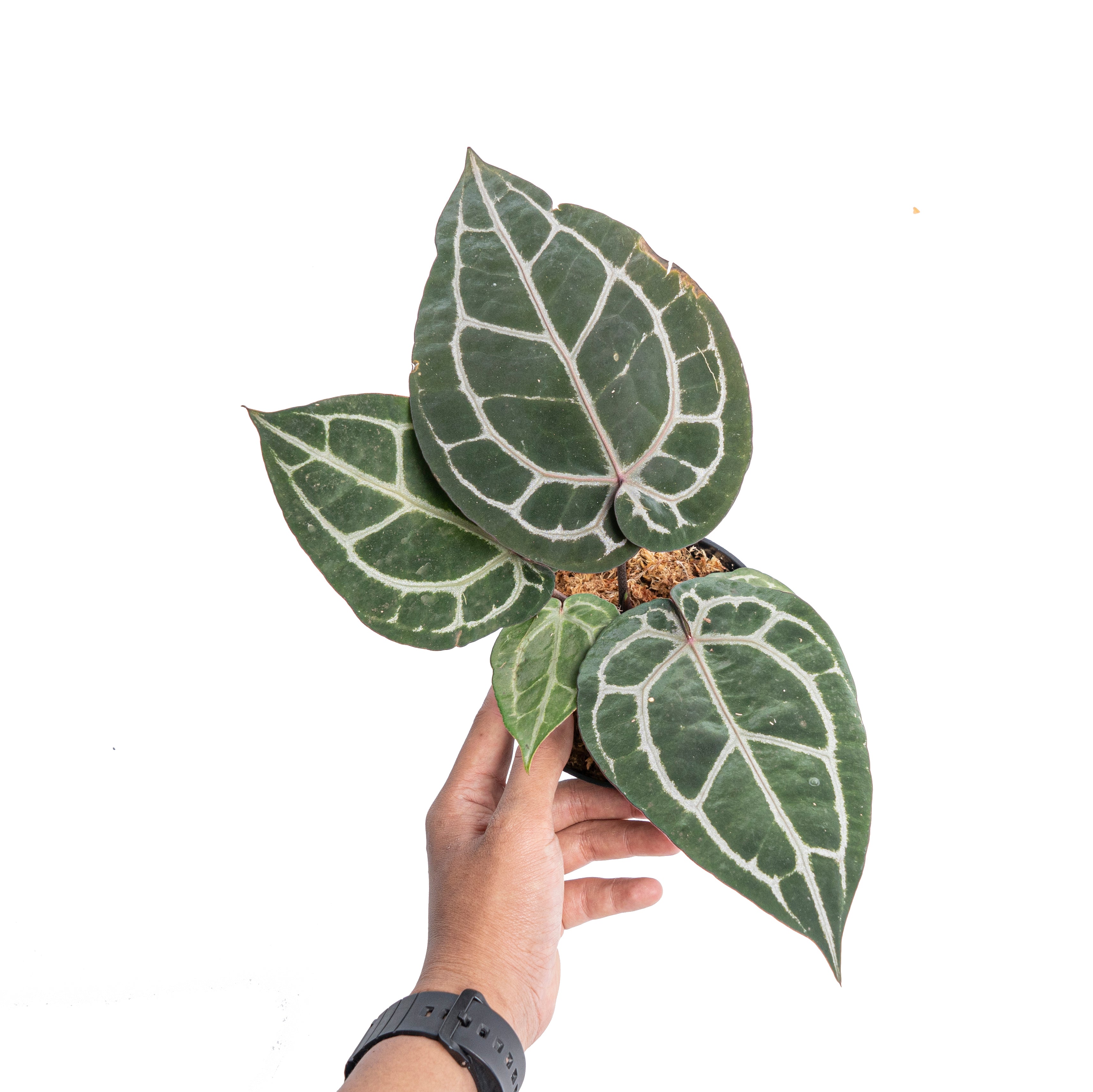 Anthurium 'Michelle' (Doc Block) – Aroid Market