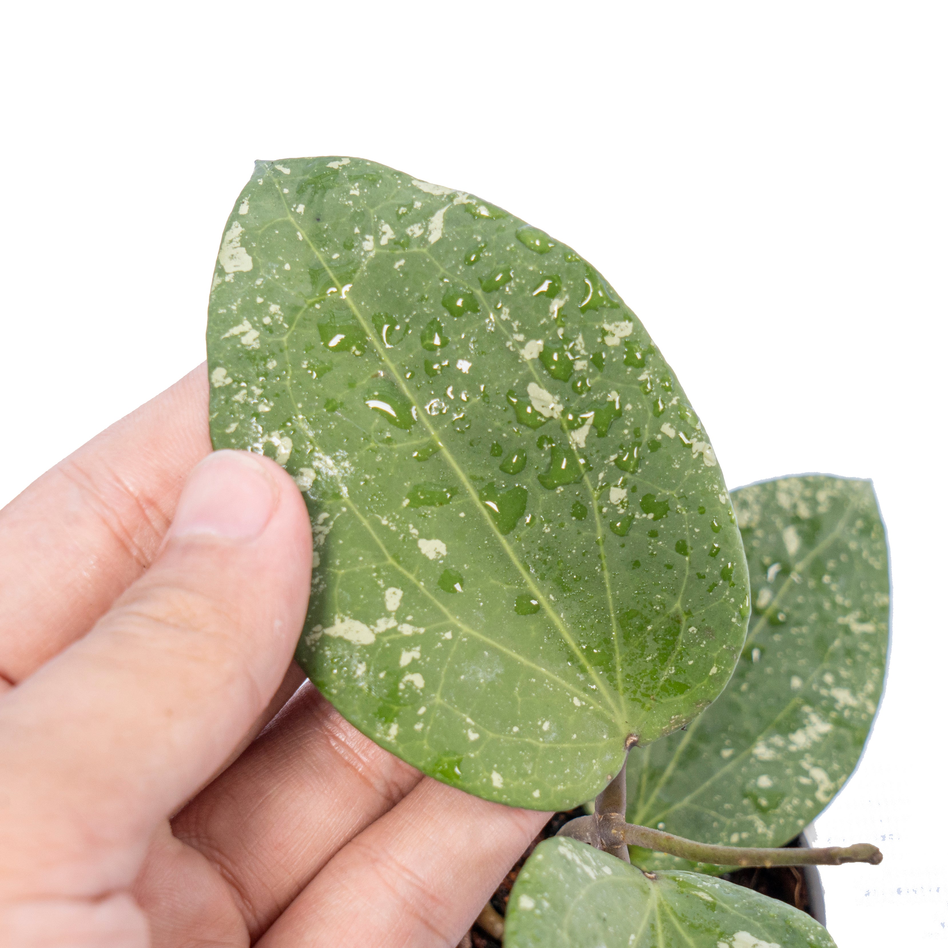 Hoya Glabra Splash