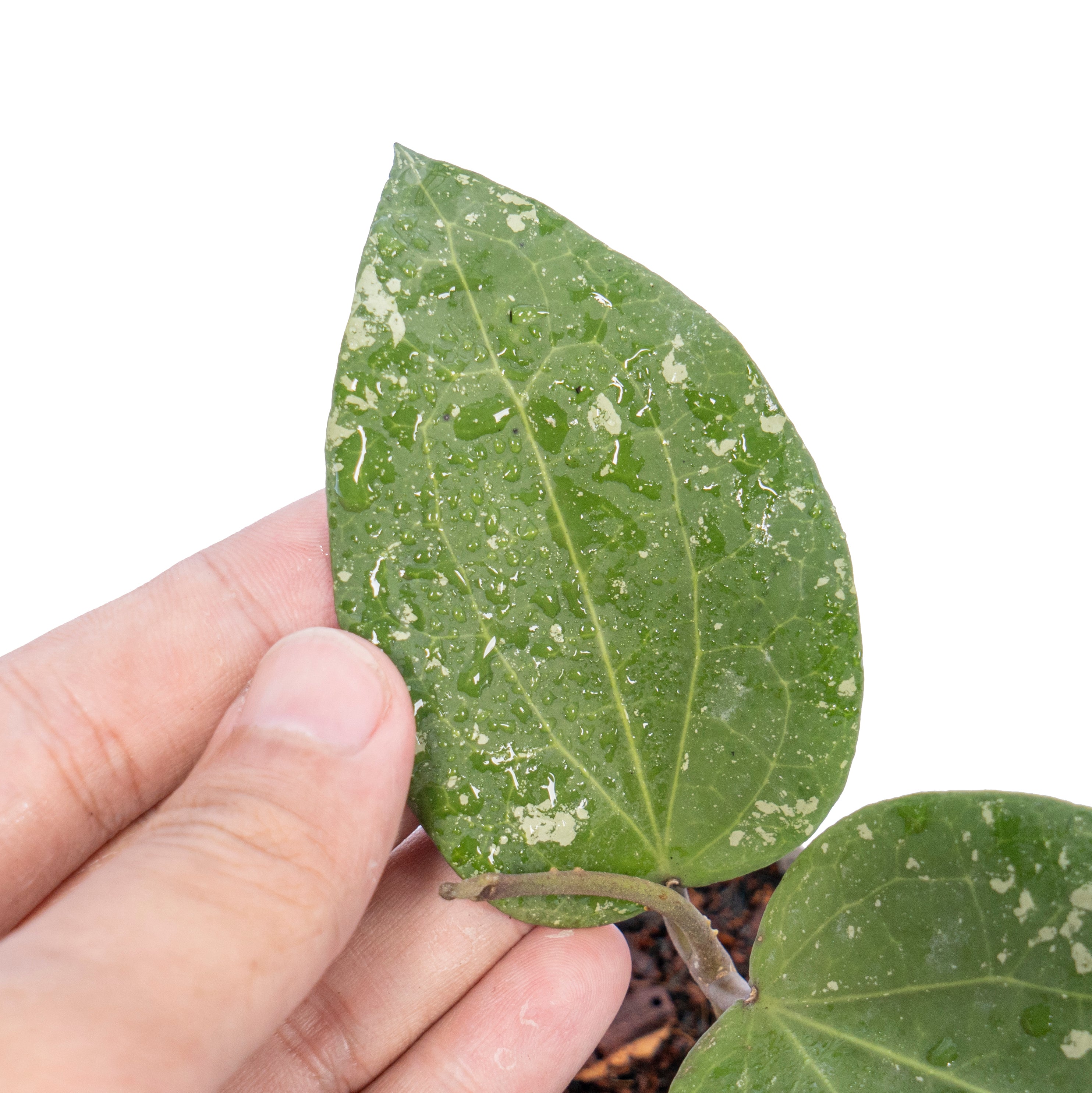 Hoya Glabra Splash