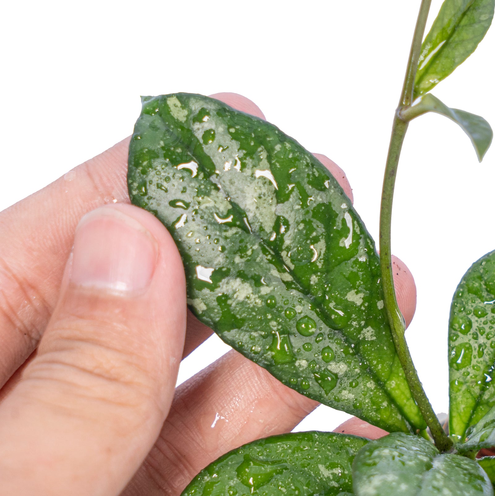 HOYA ロヘリ 250808 21 Hoya crassipetiolata splash – Aroid Market