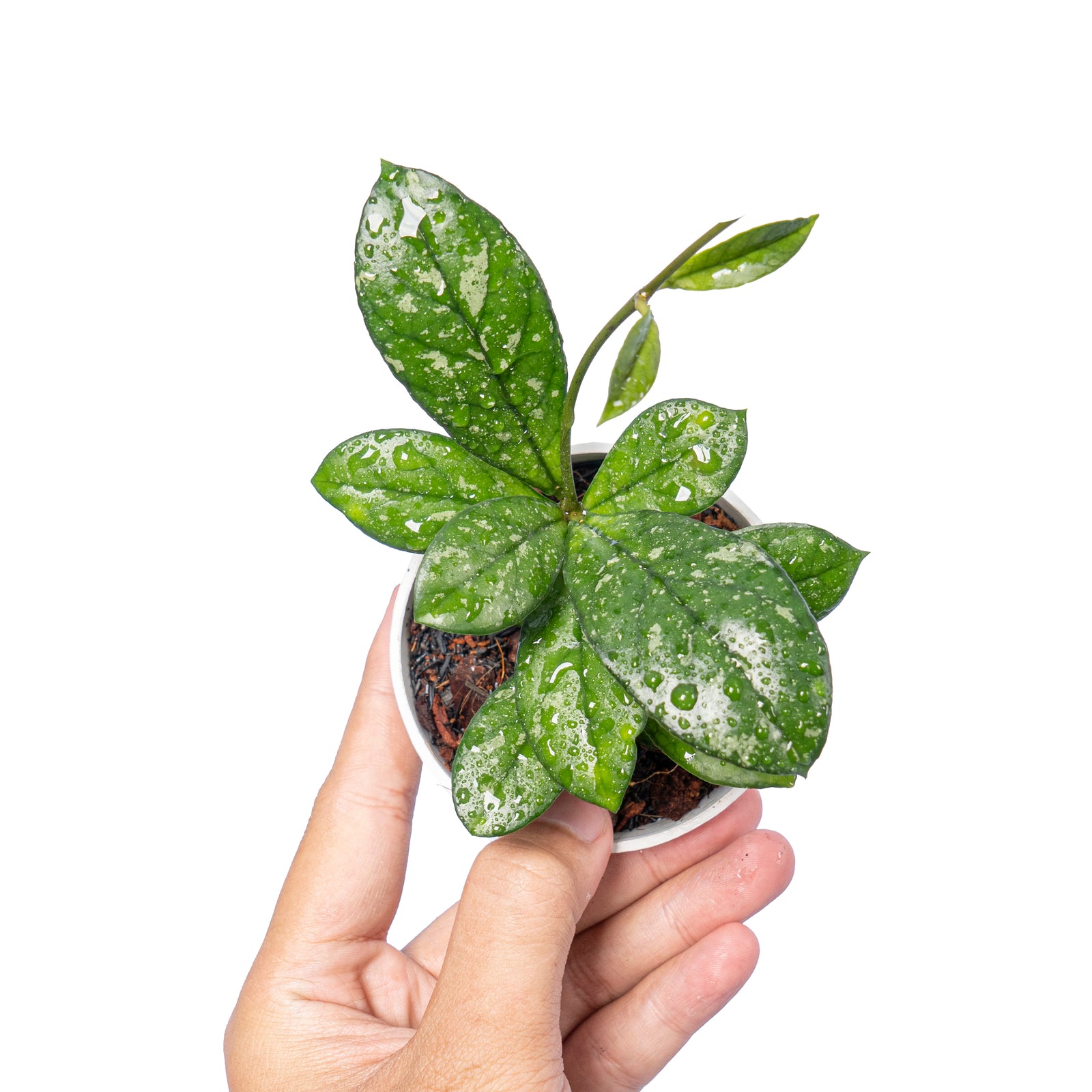 HOYA ロヘリ 250808 21 Hoya crassipetiolata splash – Aroid Market