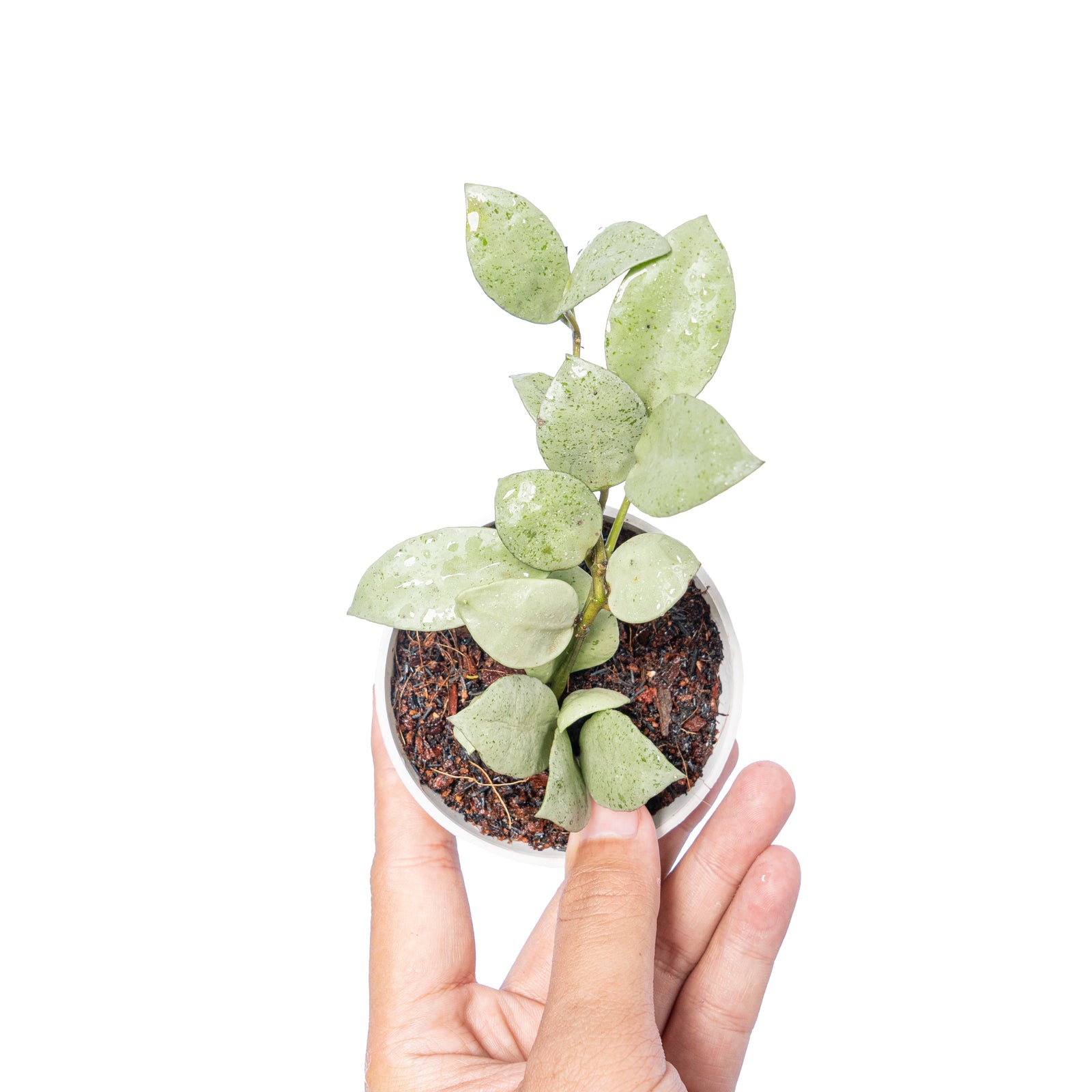 Hoya Lacunosa Silver Mint Coin – Aroid Market