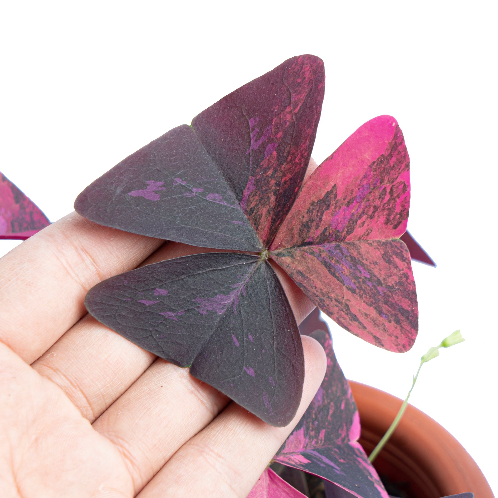 Oxalis triangularis variegated – Aroid Market