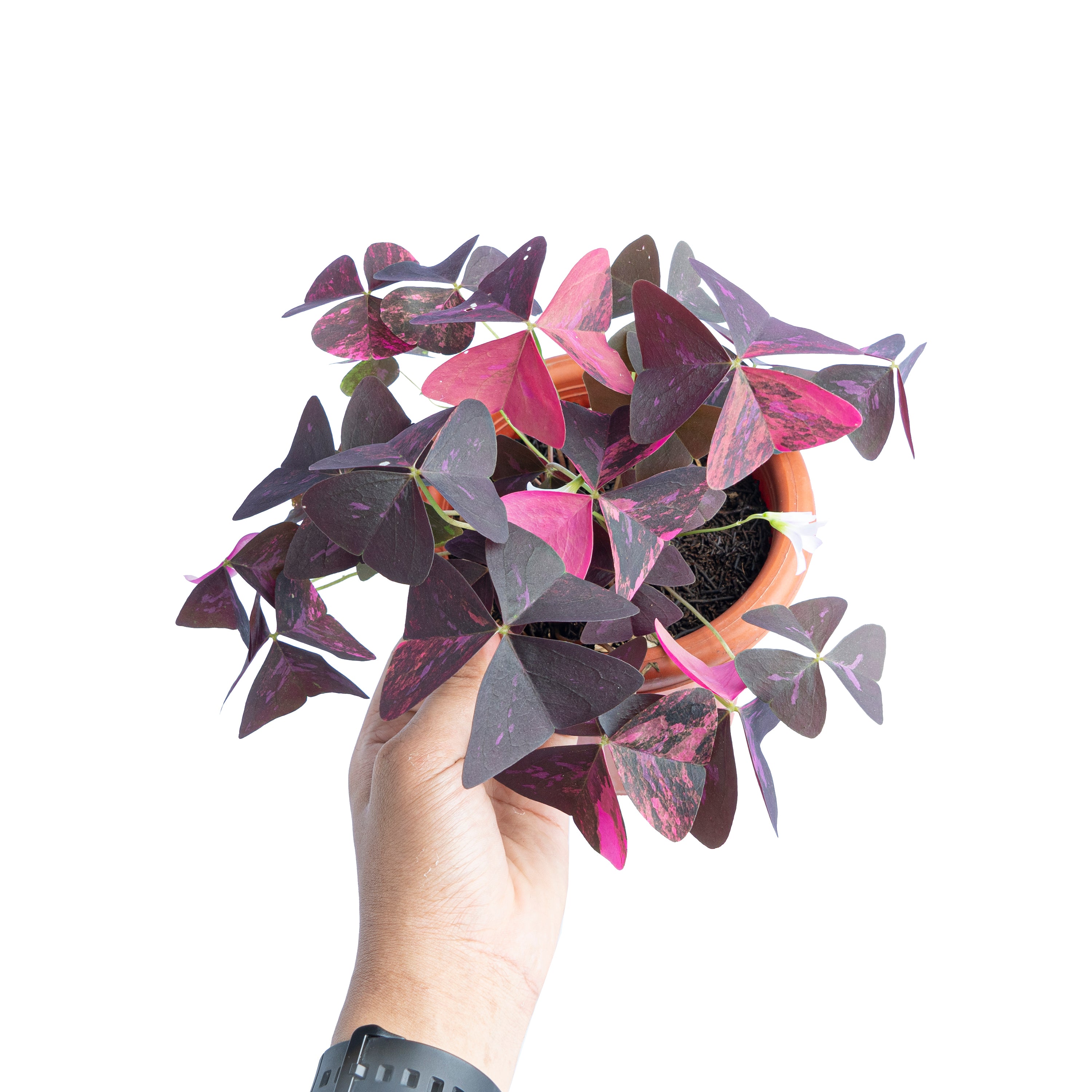 Oxalis triangularis variegated