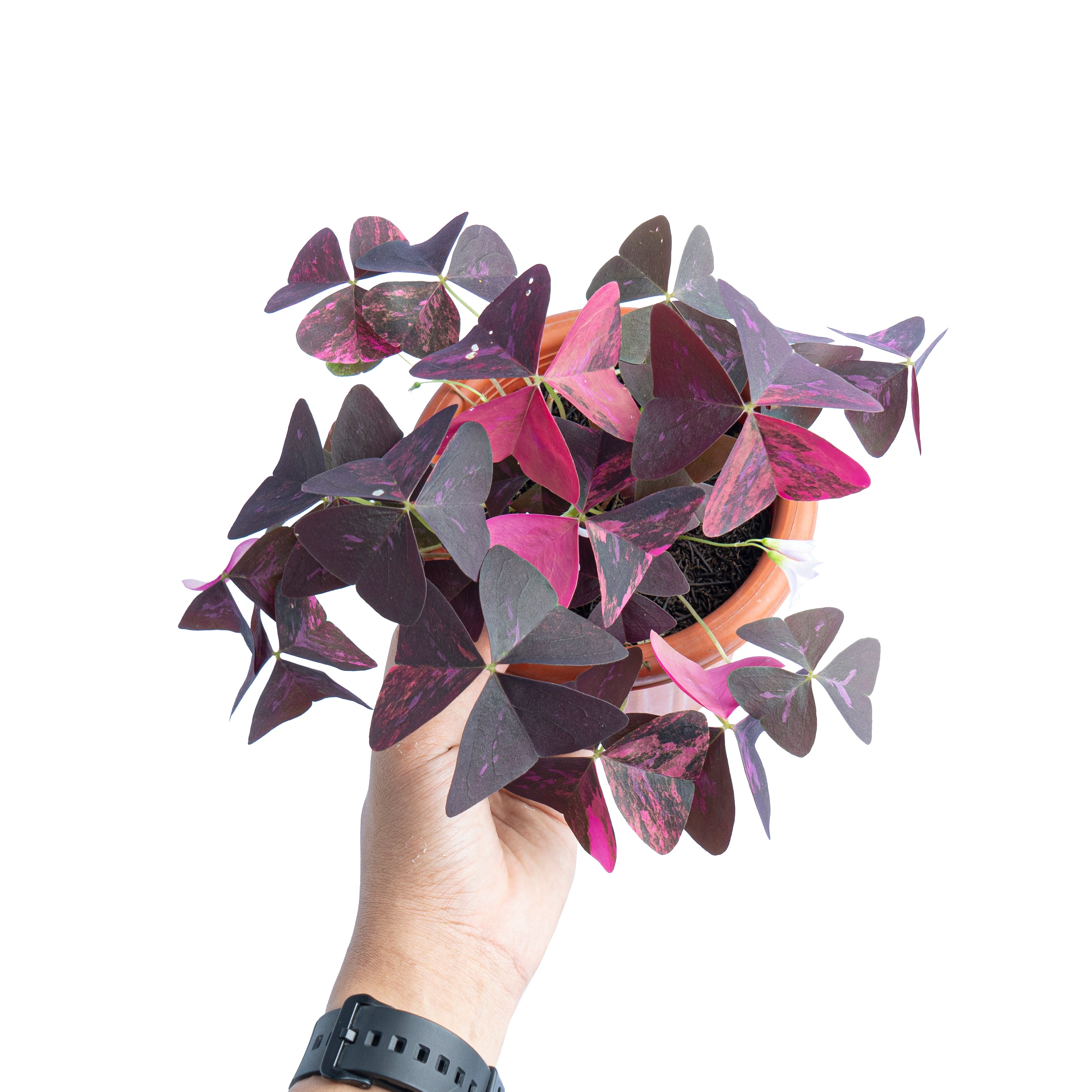 Oxalis triangularis variegated