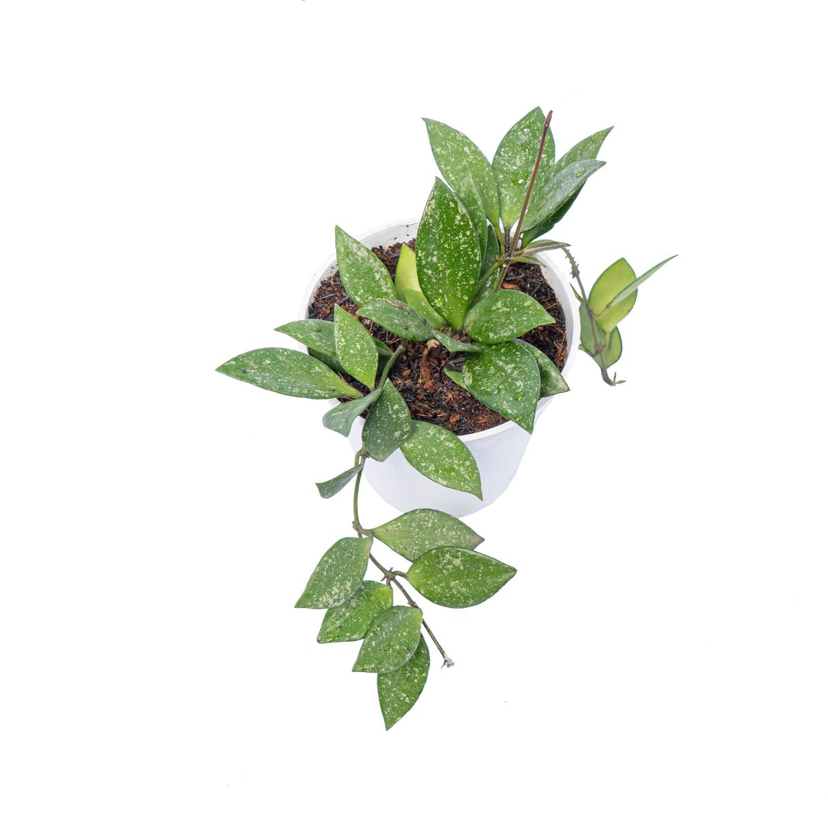 Hoya – Page 5 – Aroid Market
