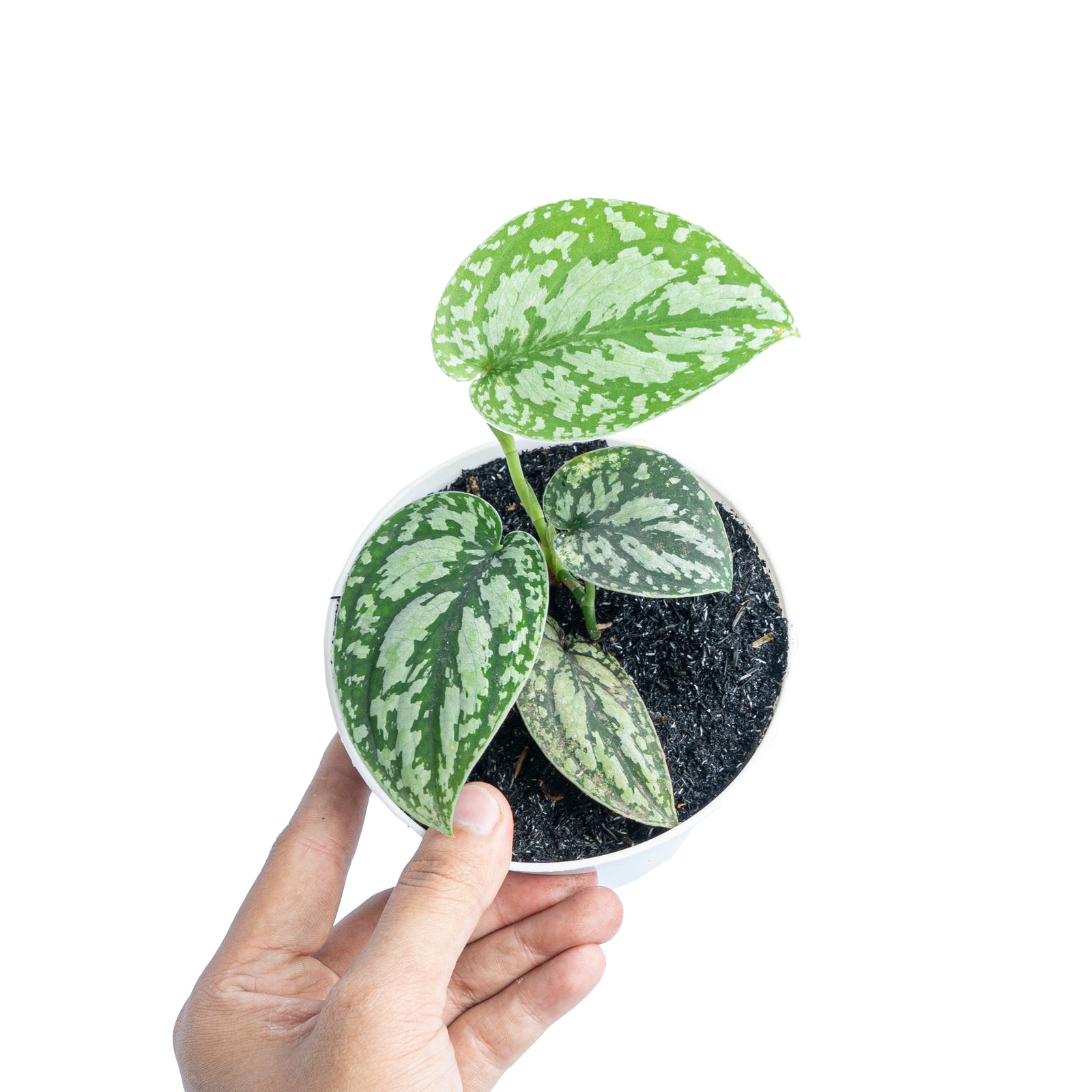 LHS6758_1600x.jpg?v=1687493252