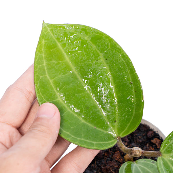 Hoya Latifolia Water Melon