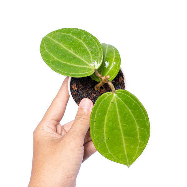 Hoya Latifolia Water Melon