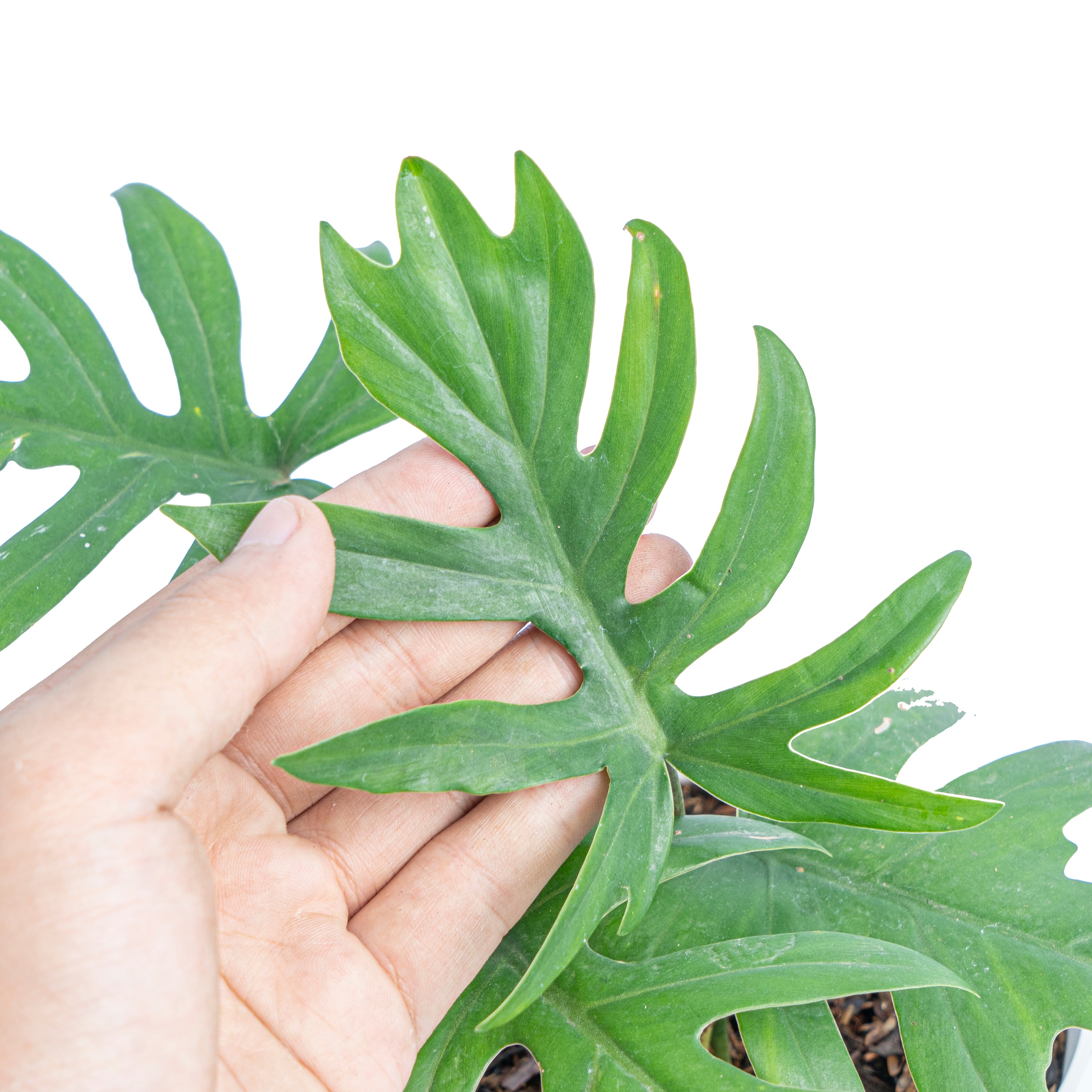 Philodendron Mayoi - Aroidmarket