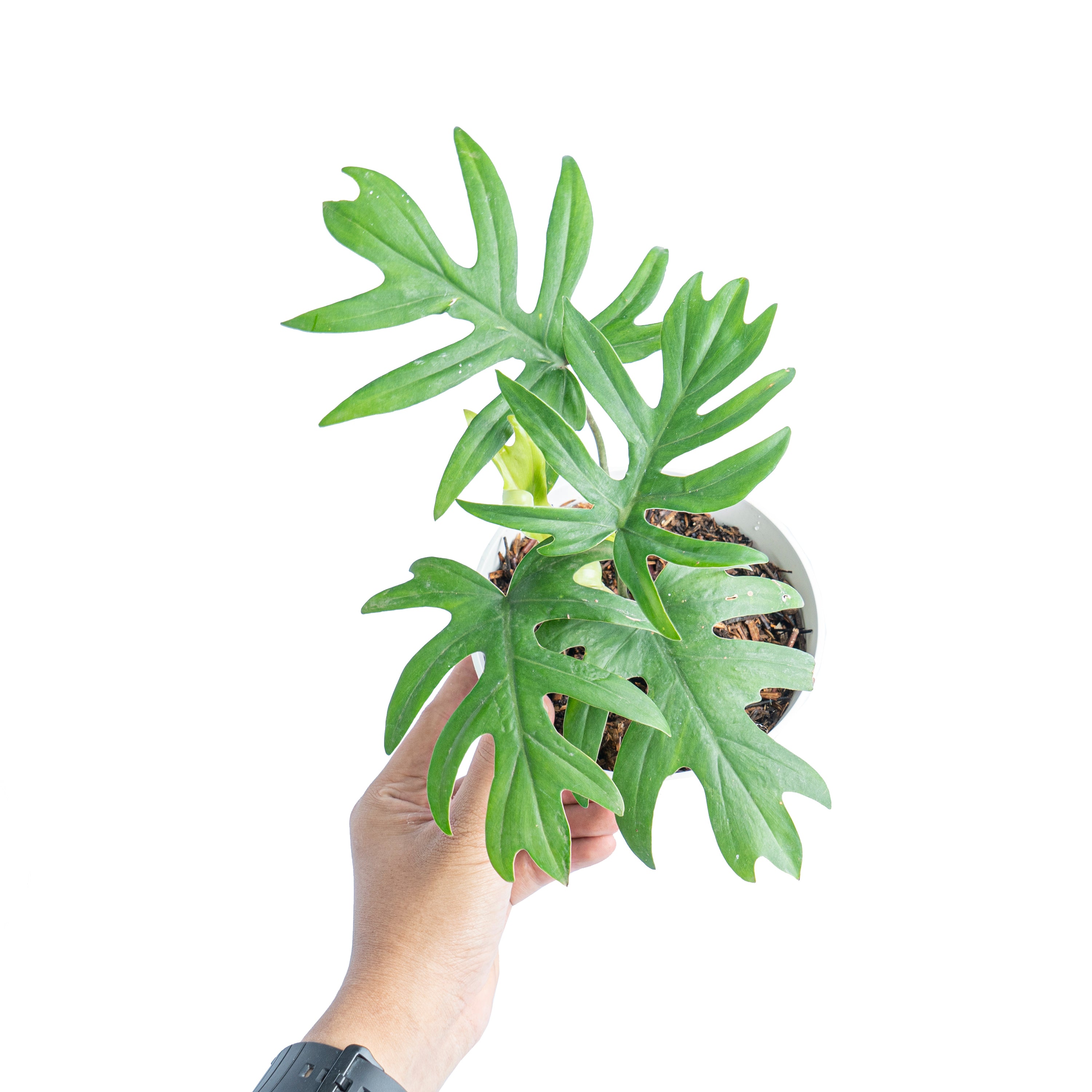 Philodendron Mayoi - Aroidmarket