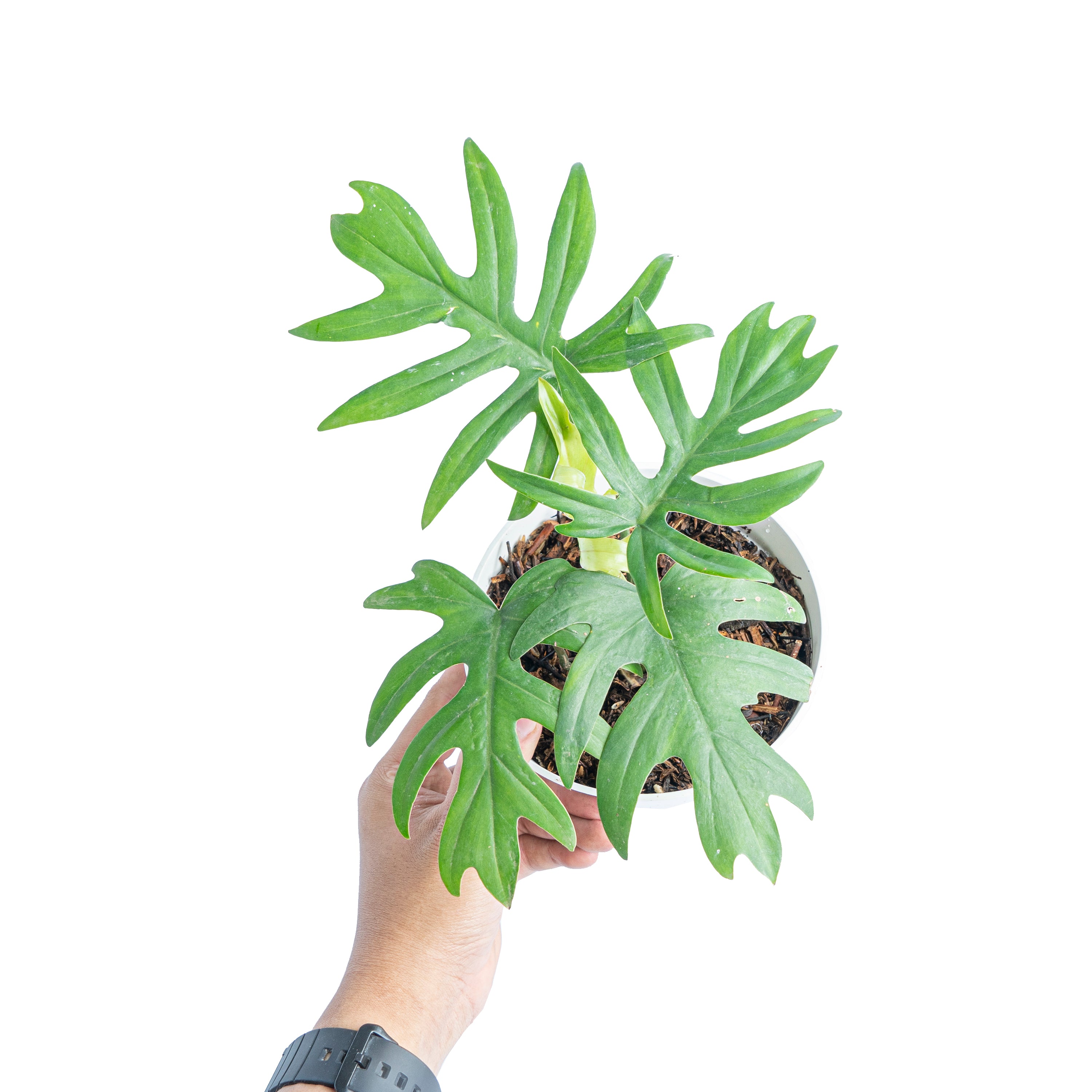 Philodendron Mayoi - Aroidmarket