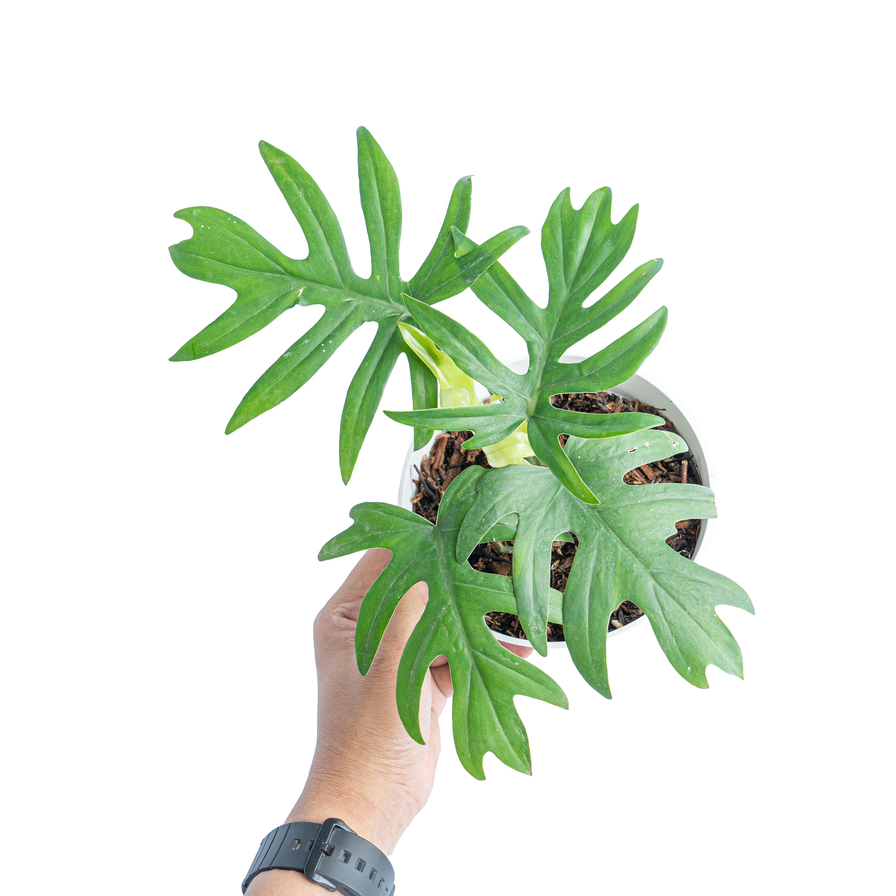 Philodendron Mayoi - Aroidmarket
