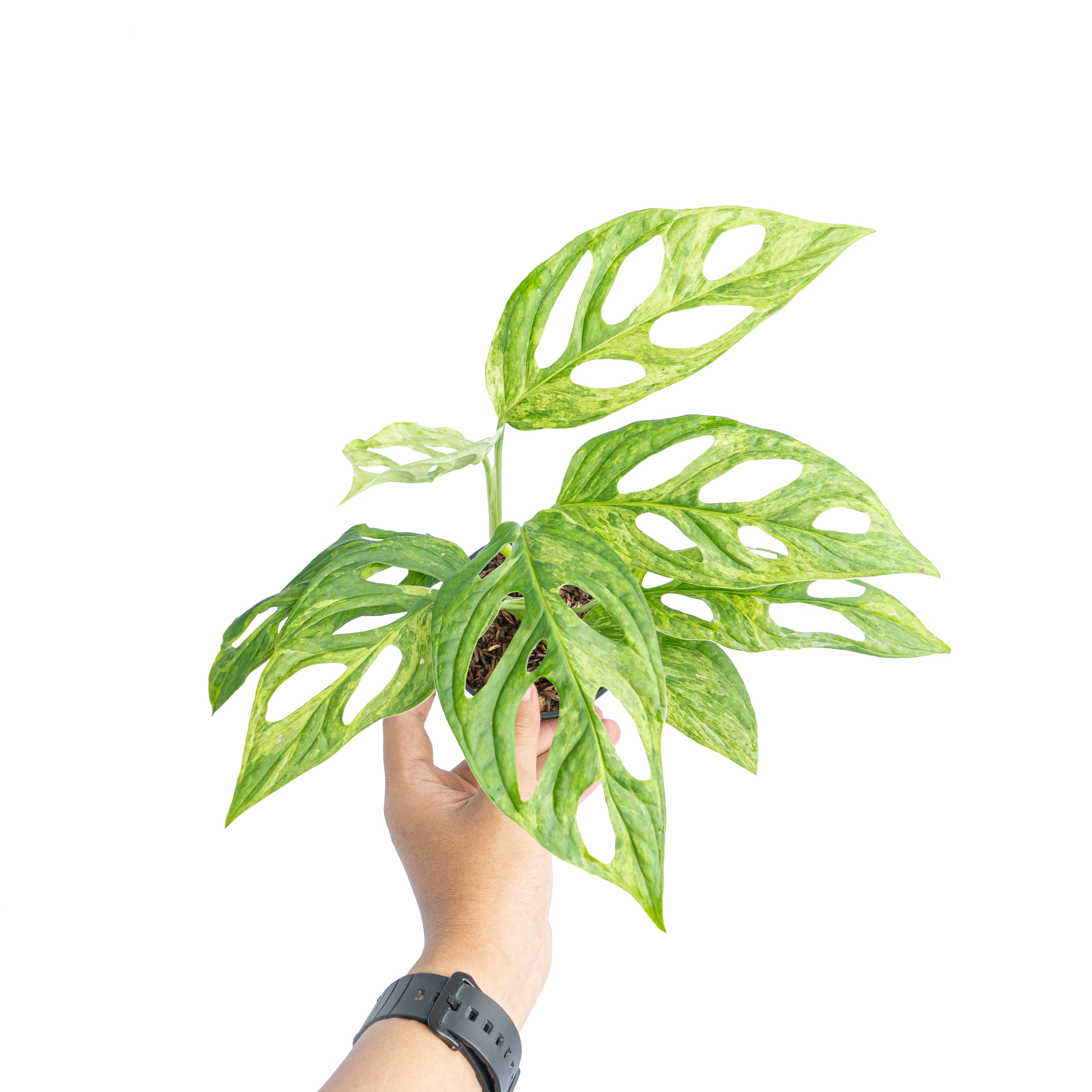 Monstera Adansonii Variegated (INA)