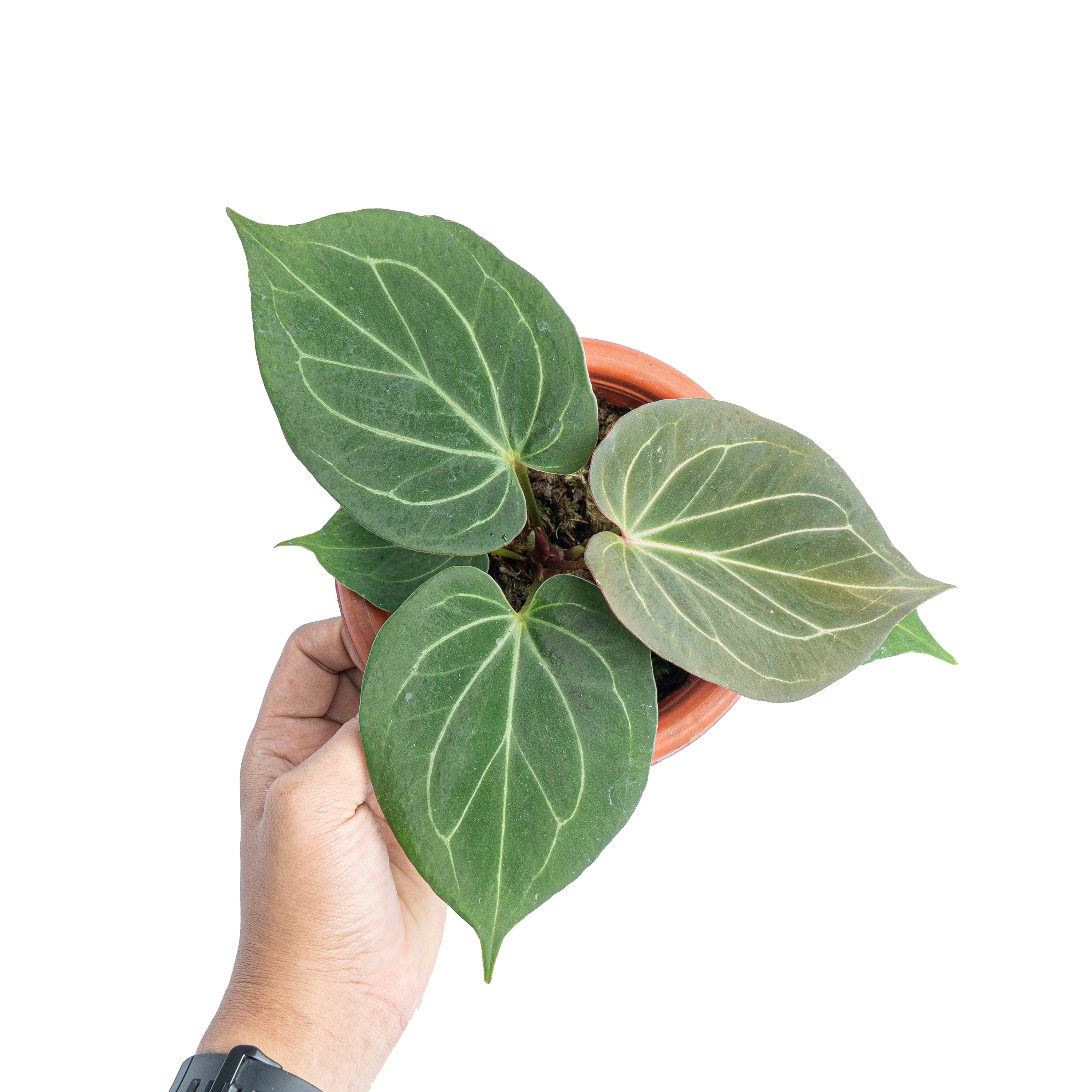 Anthurium king of spades