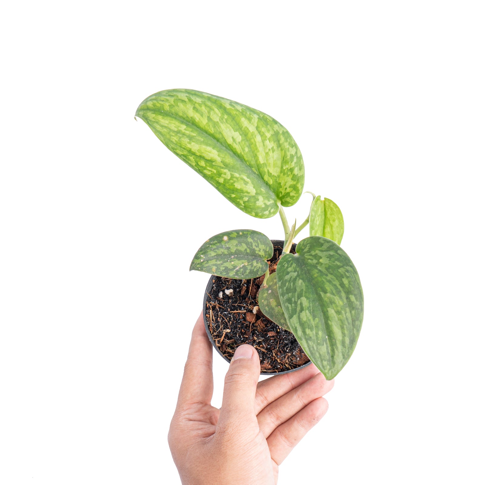 LHS6925_67cc1a4e-c766-4dd9-