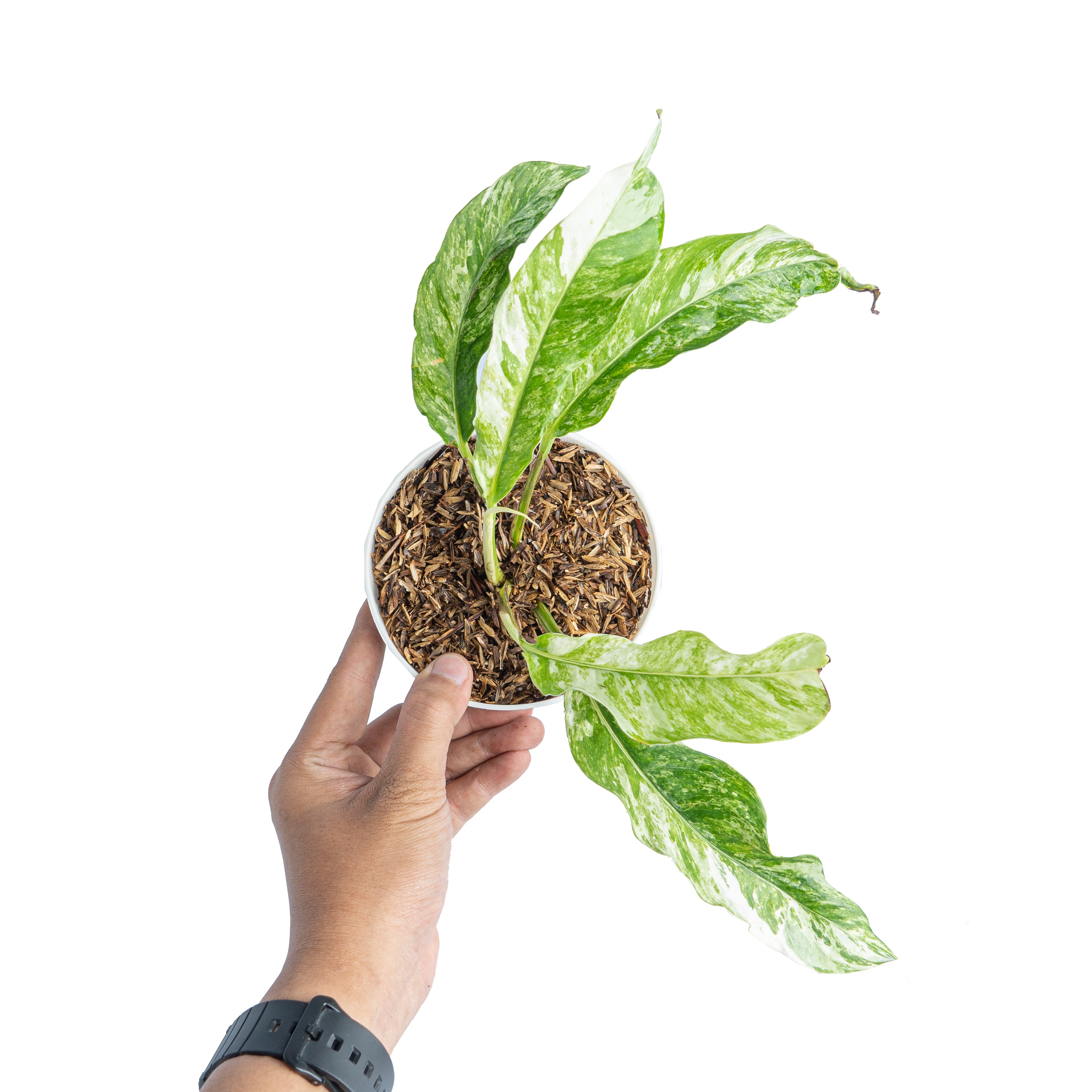 Rhaphidophora Megasperma Variegated