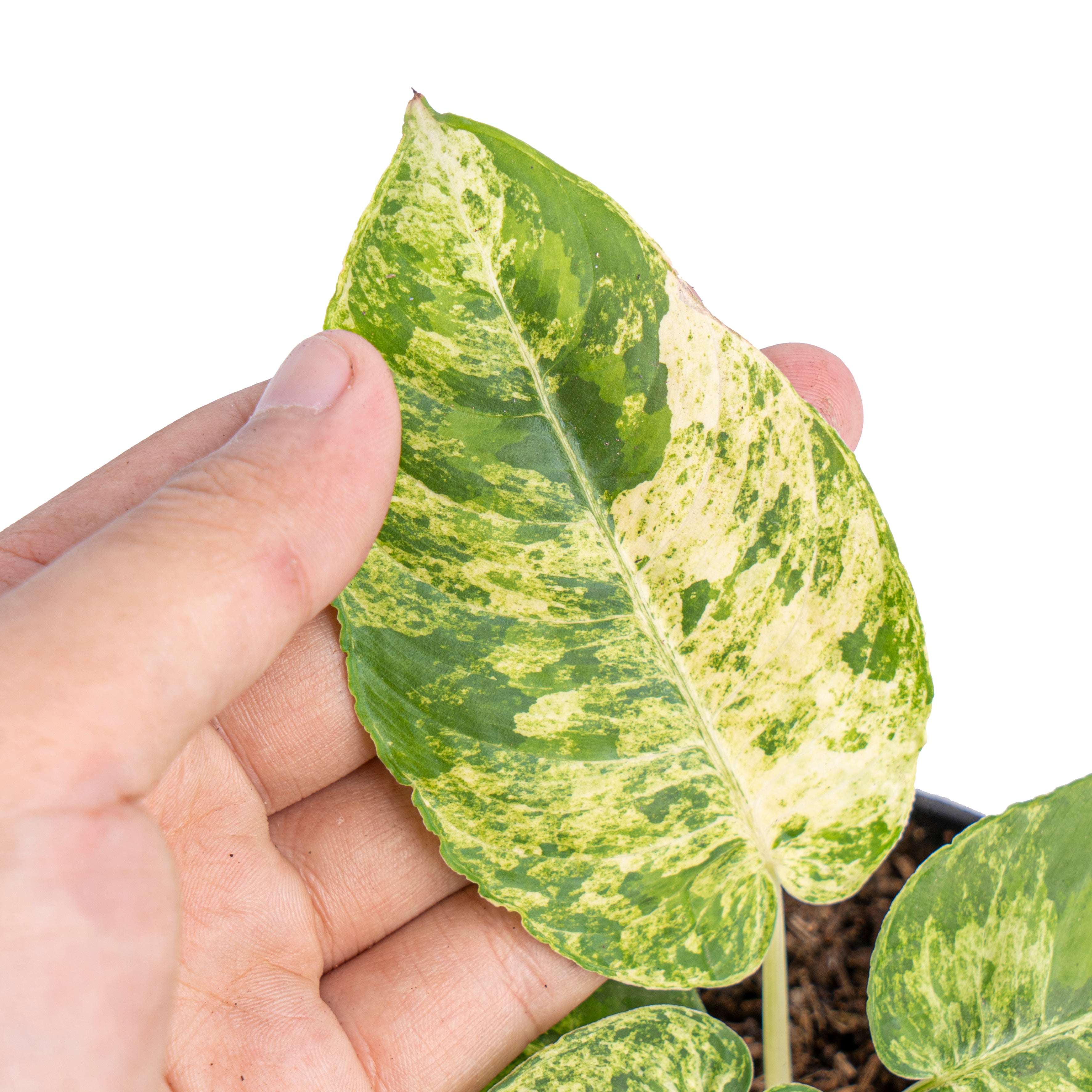 Homalomena aurea variegated Sp Borneo - Aroidmarket