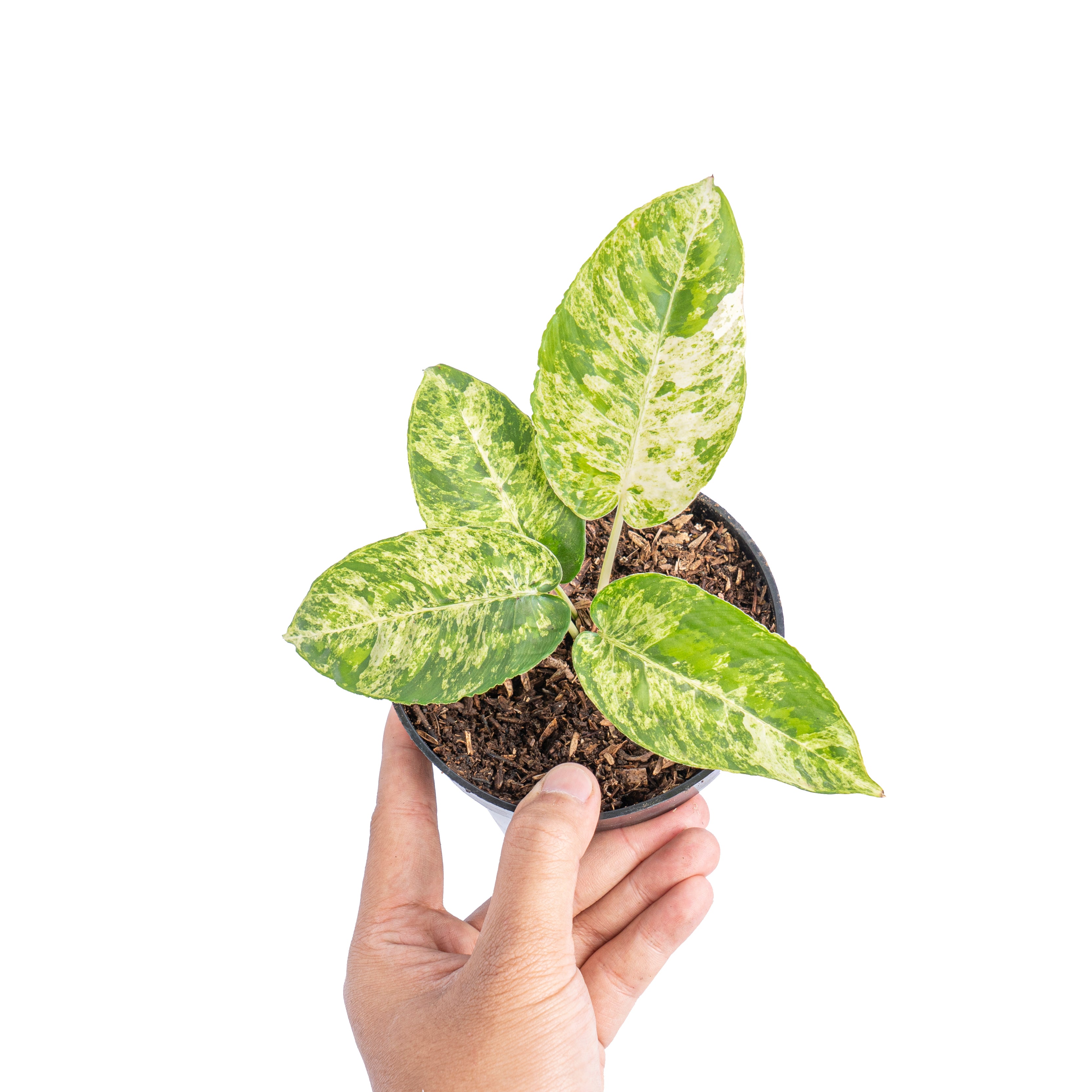 Homalomena aurea variegated Sp Borneo - Aroidmarket