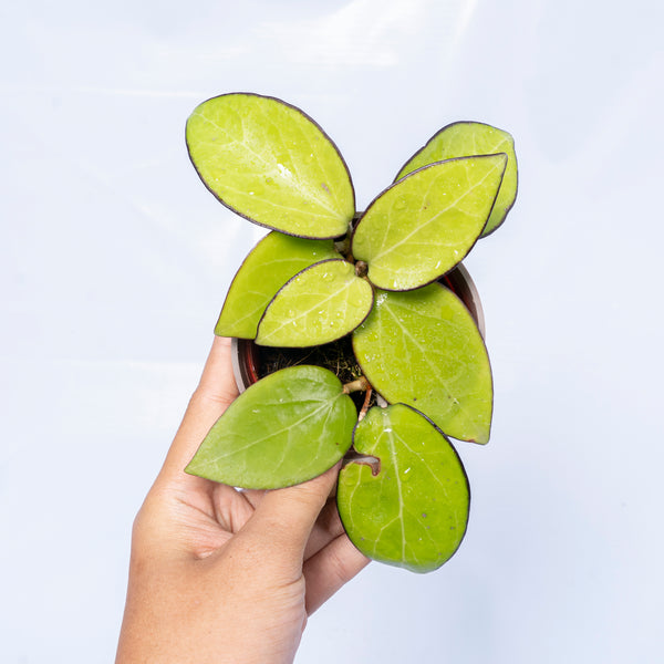 Hoya glabra black margin