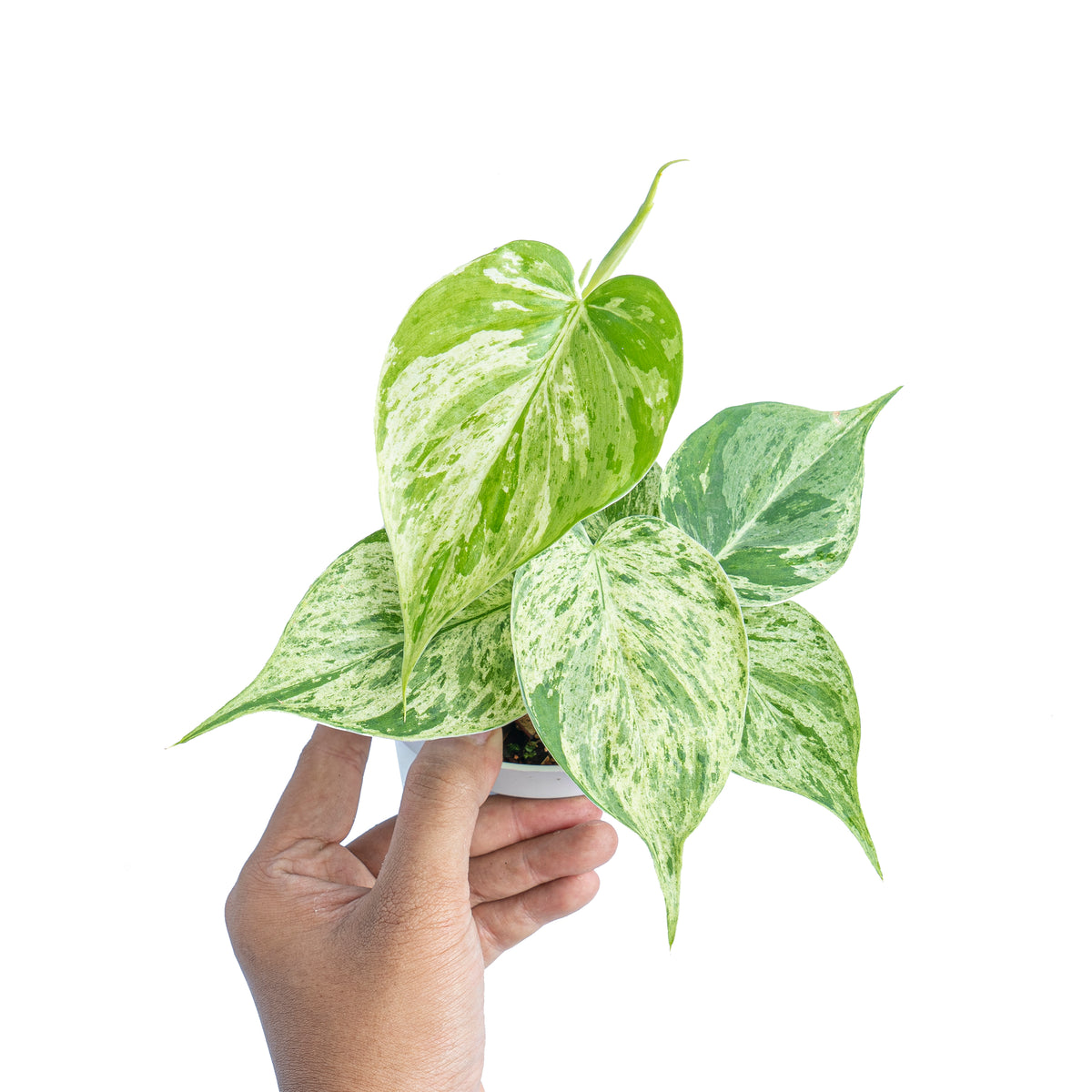 philodendron hederaceum albo PHILODENDRON HEDERACEUM VARIEGATED
