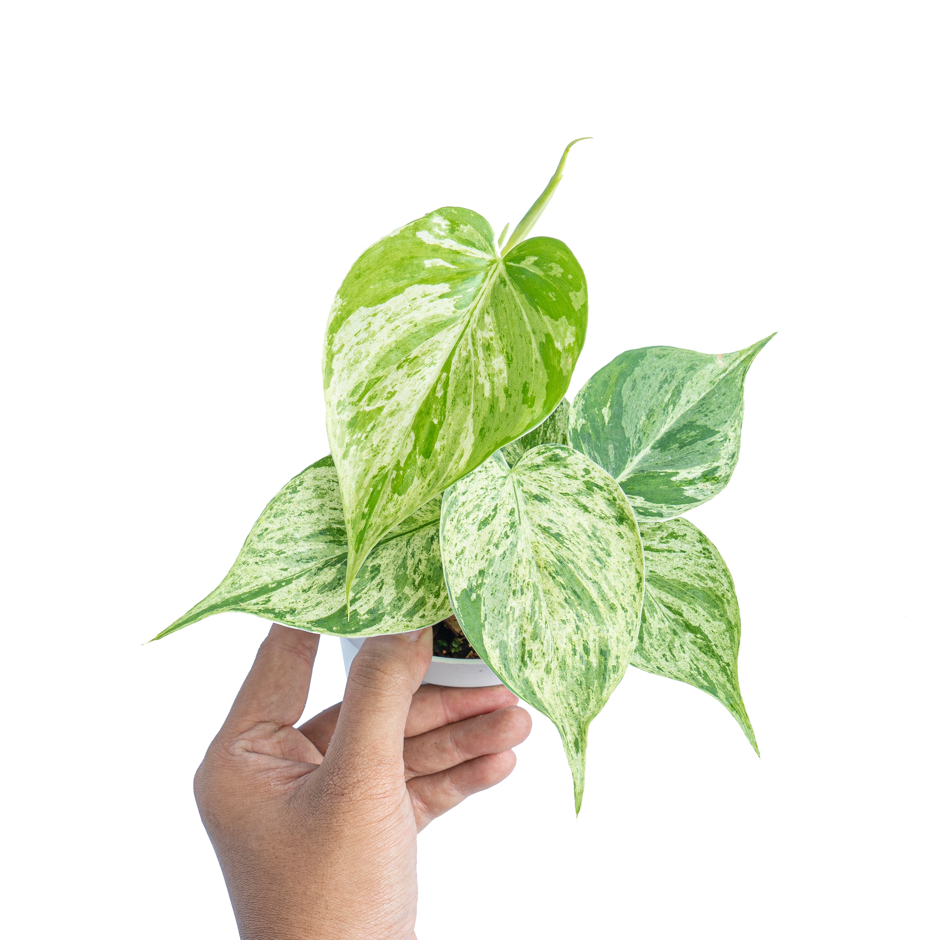 Philodendron hederaceum variegated