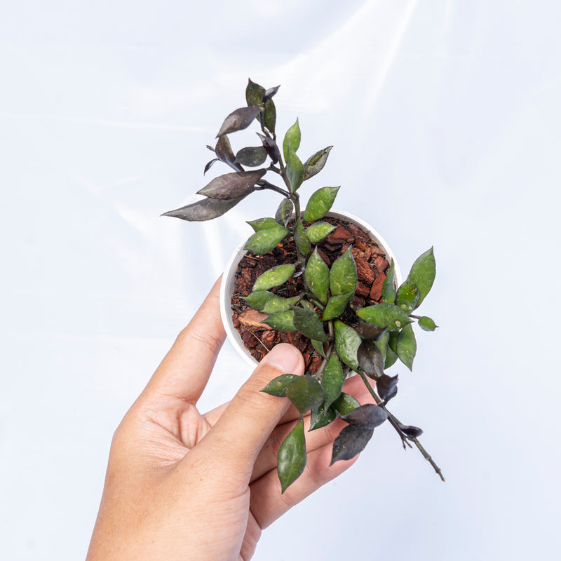 Hoya Lacunosa Black Small Leaf