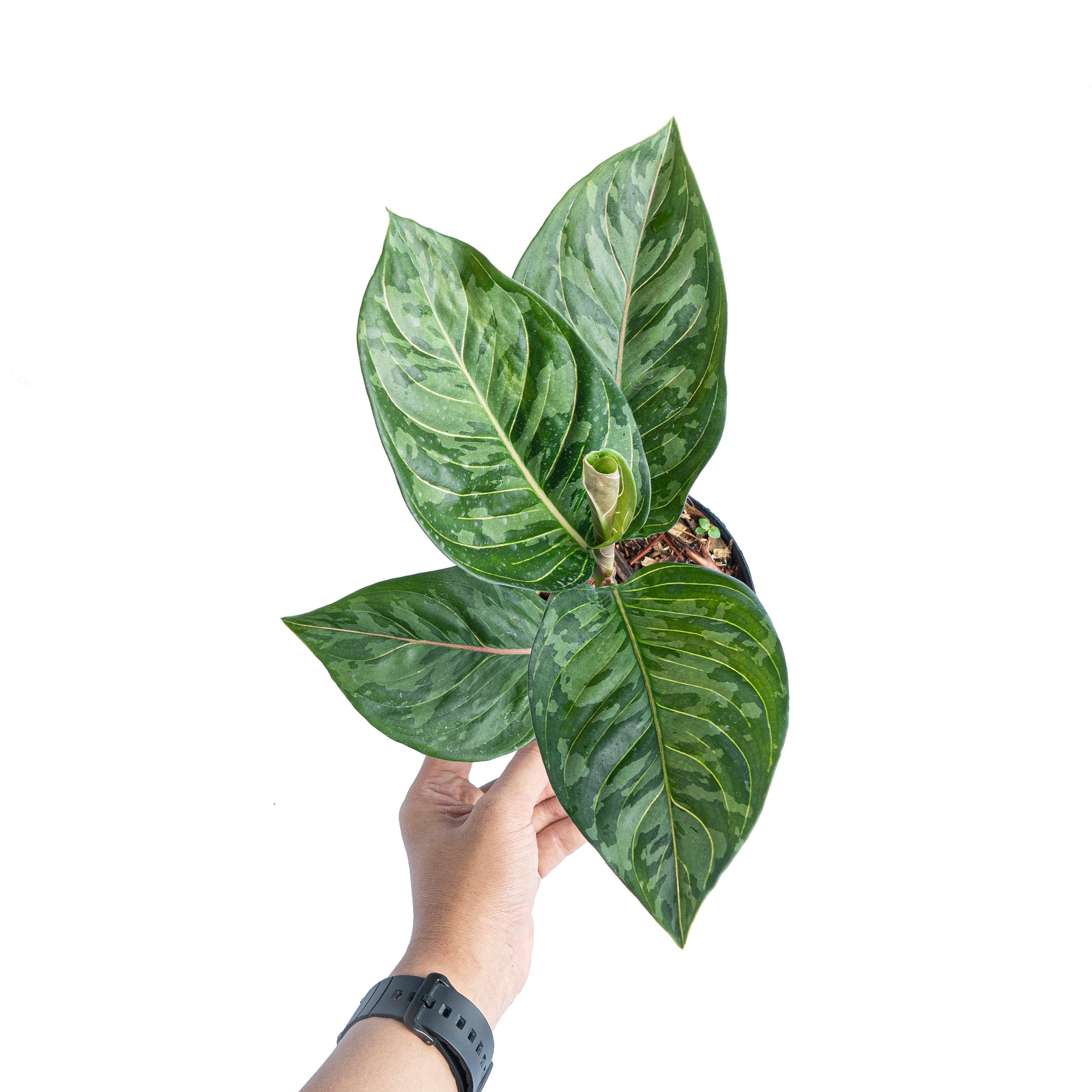 Aglaonema red army – Aroid Market