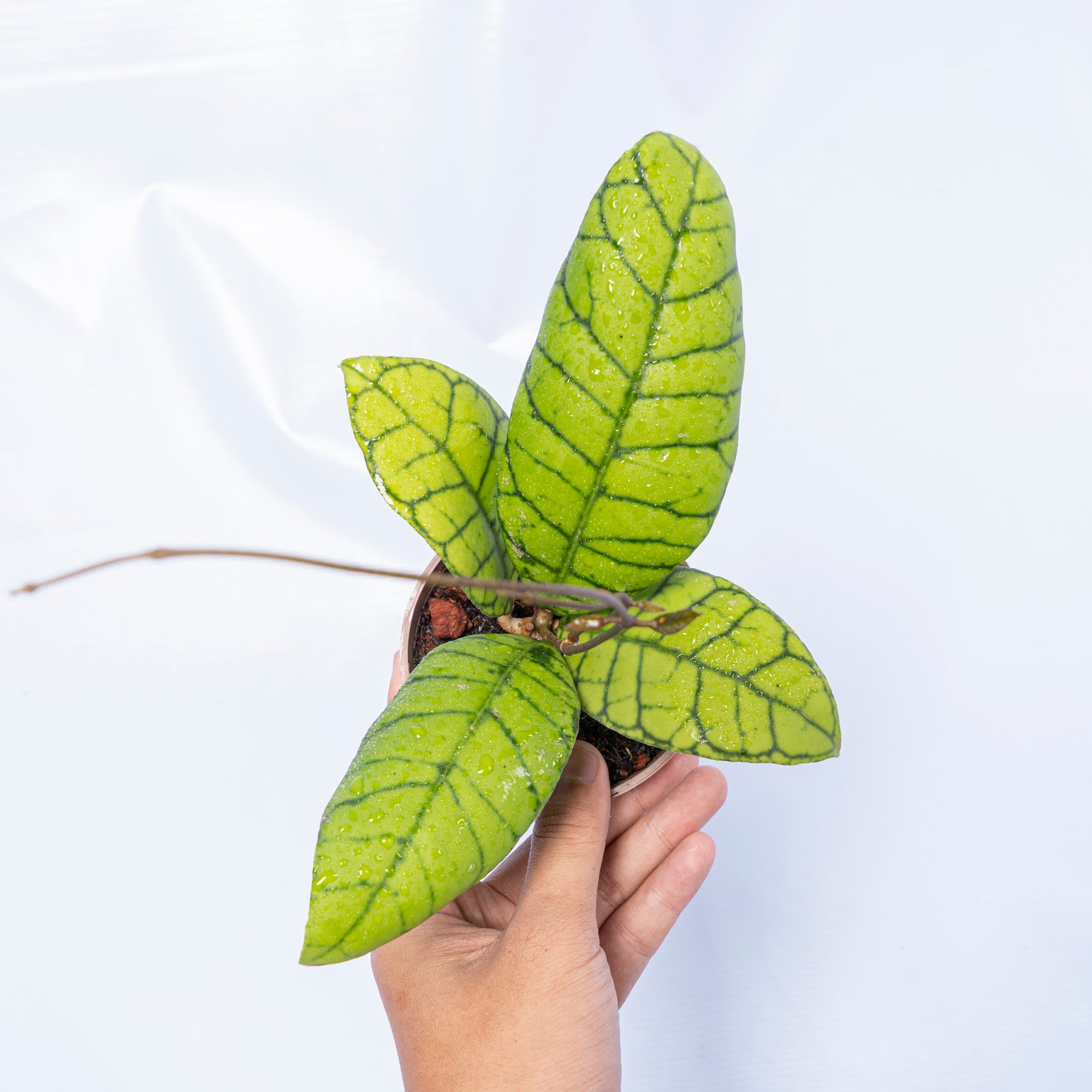 Hoya Callistophylla Long Leaf Sp Borneo 