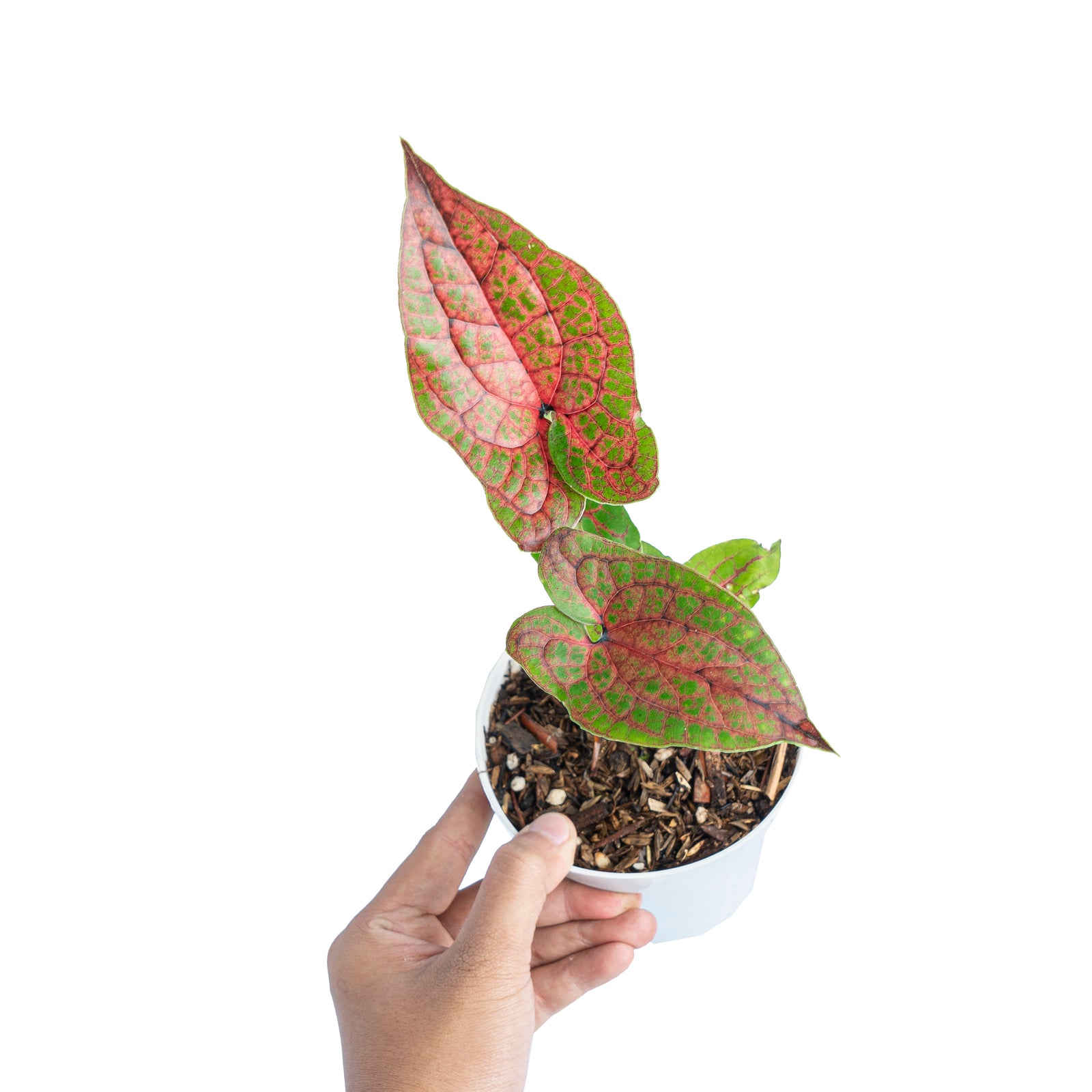 キルトスペルマ ジョンストニー キルトスペルマ ジョンストニー