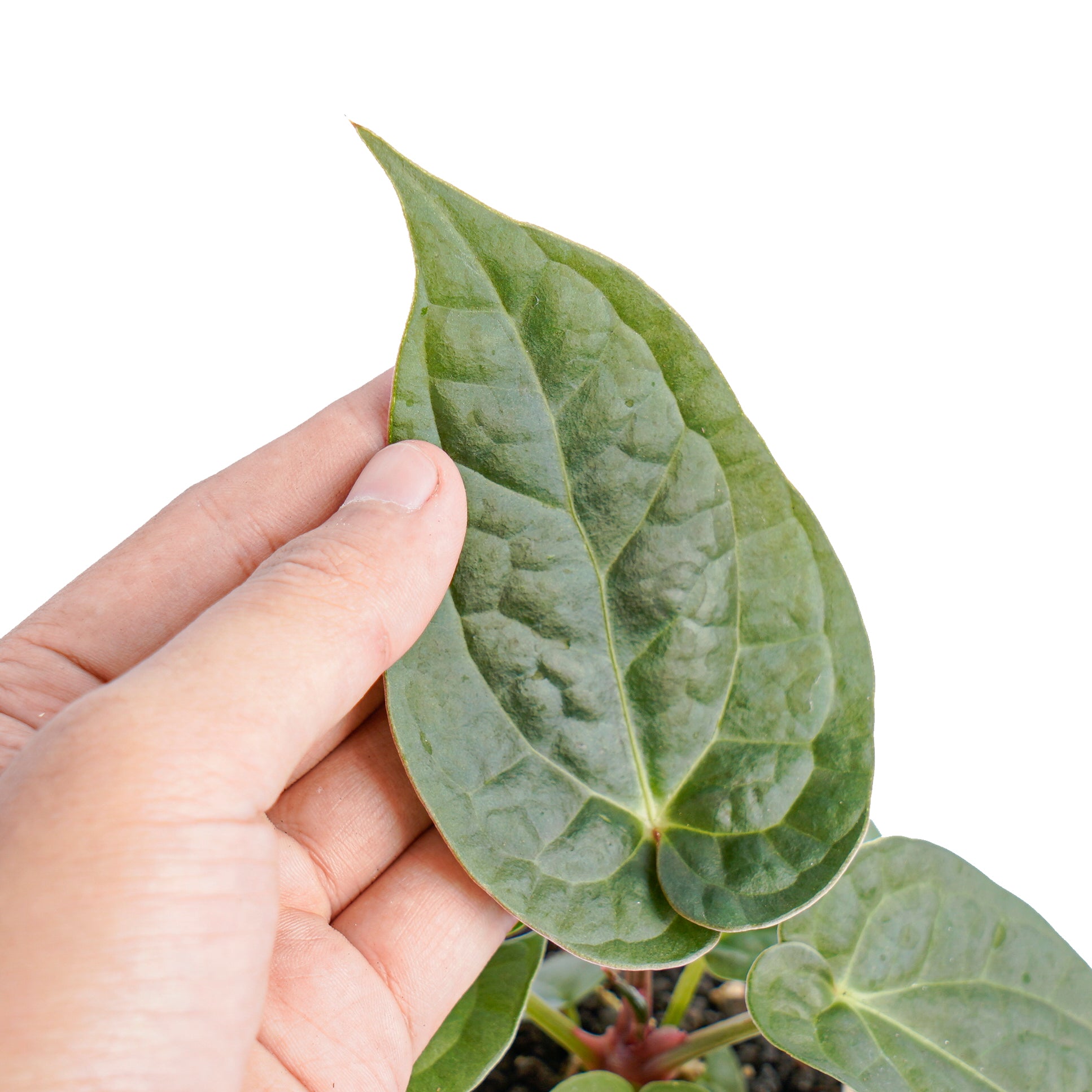 Anthurium luxurians x dorayaki - Aroidmarket