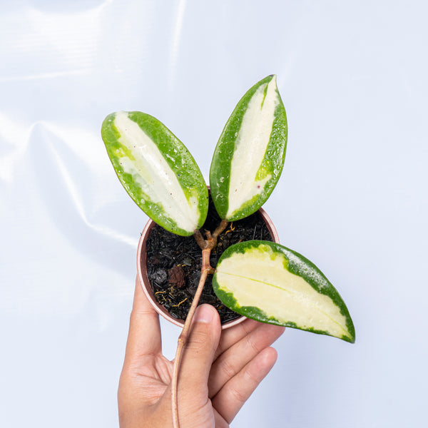 Hoya Latifolia Quinsy