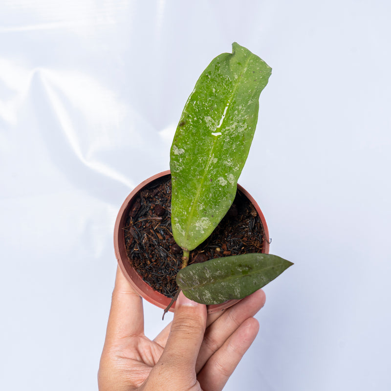 Hoya Kaikoeana Splash