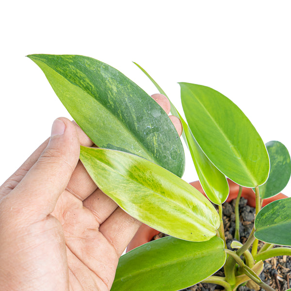 Philodendron avocado shake