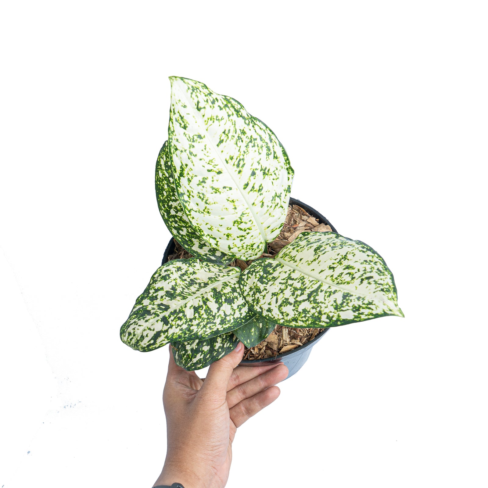 Aglaonema morodoklok – Aroid Market