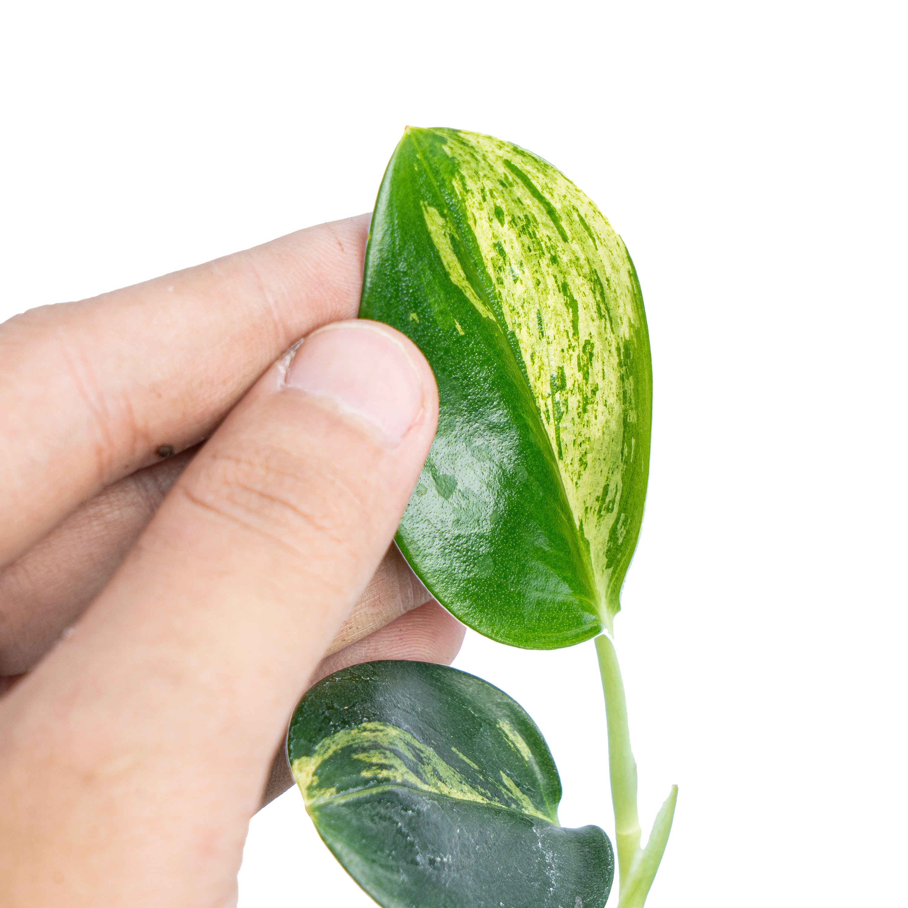 Scindapsus treubii black variegated