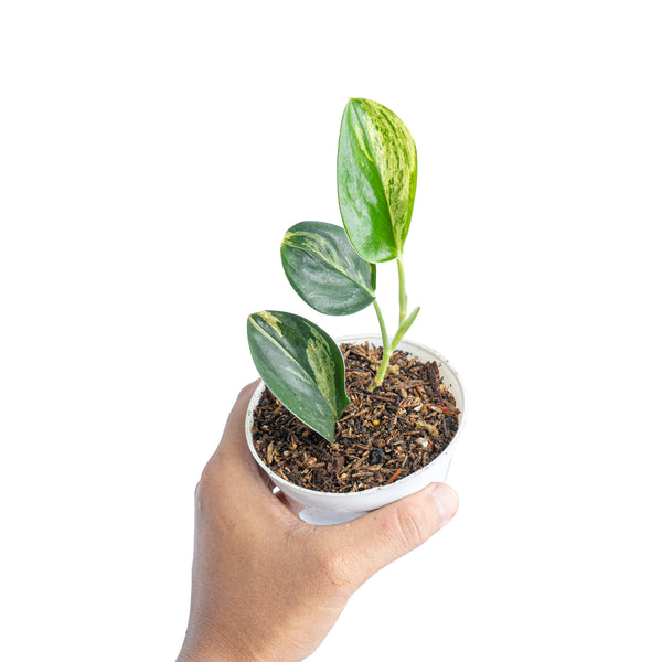 Scindapsus treubii black variegated – Aroid Market