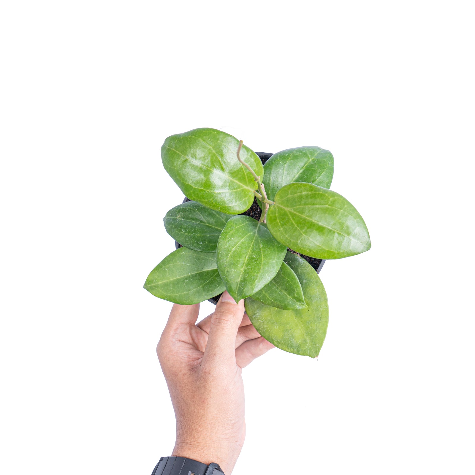 LHS8238_1600x.jpg?v=1691909063