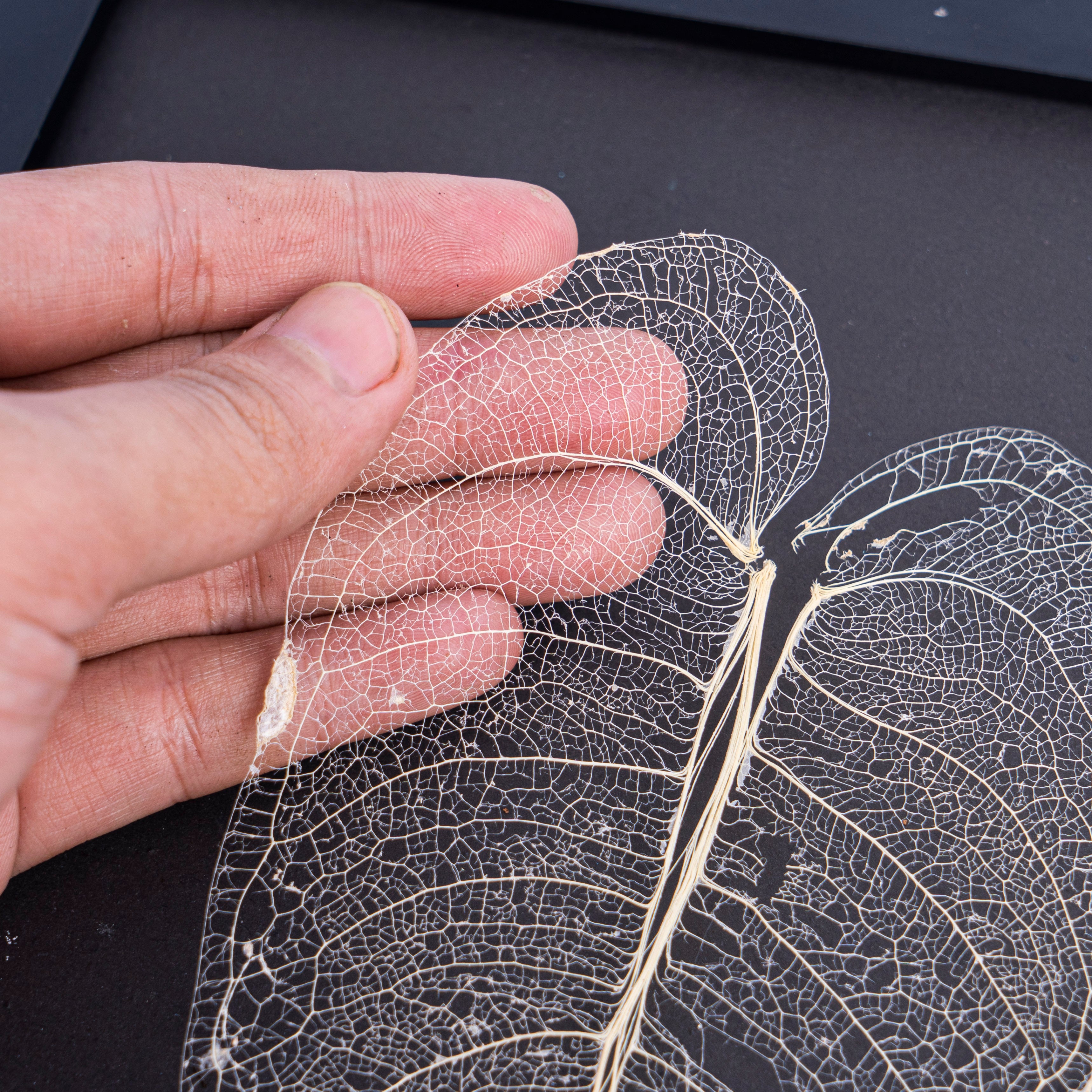 Leaf skeleton - (Anthurium veitchii) - Aroidmarket