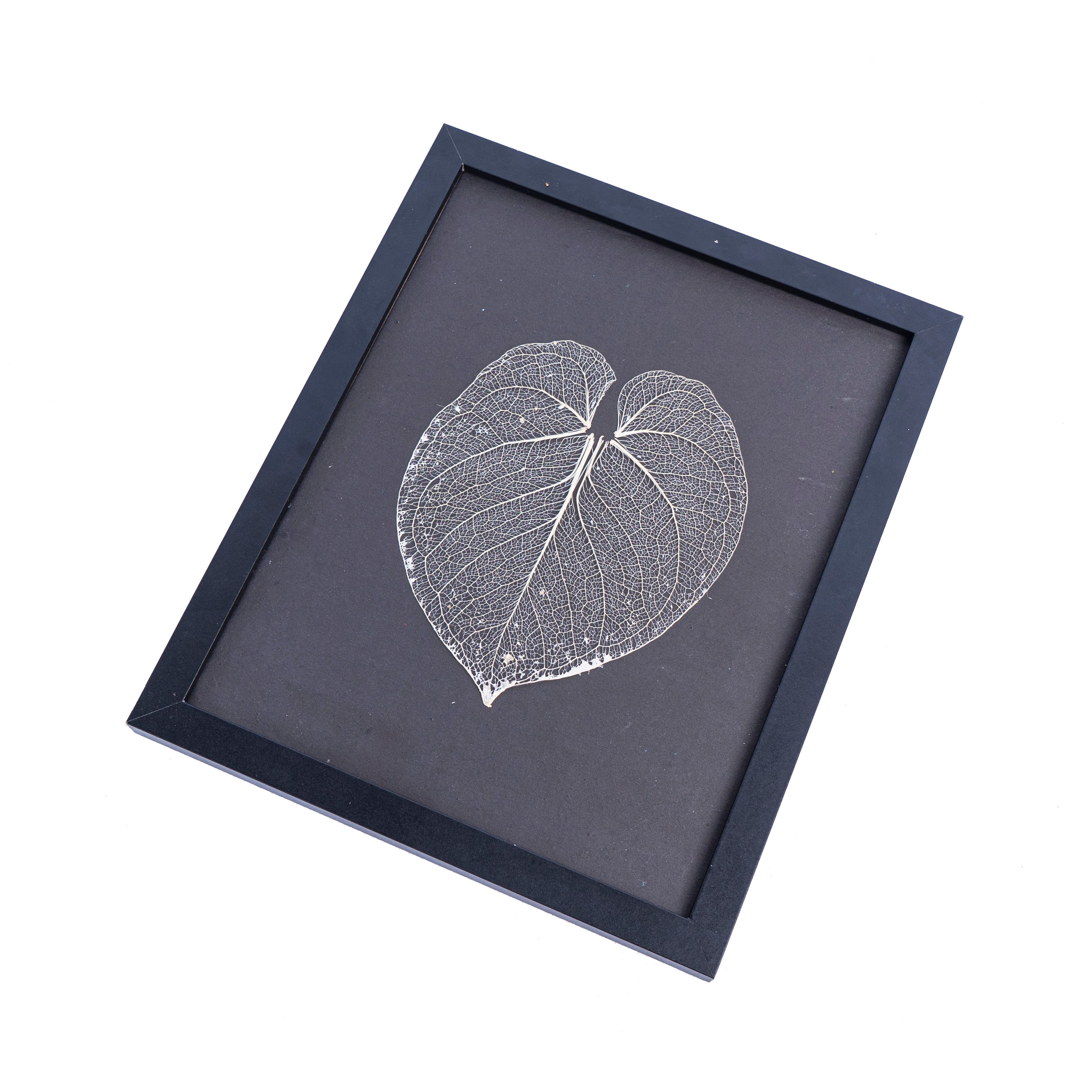 Leaf skeleton - (Anthurium dorayaki) - Aroidmarket