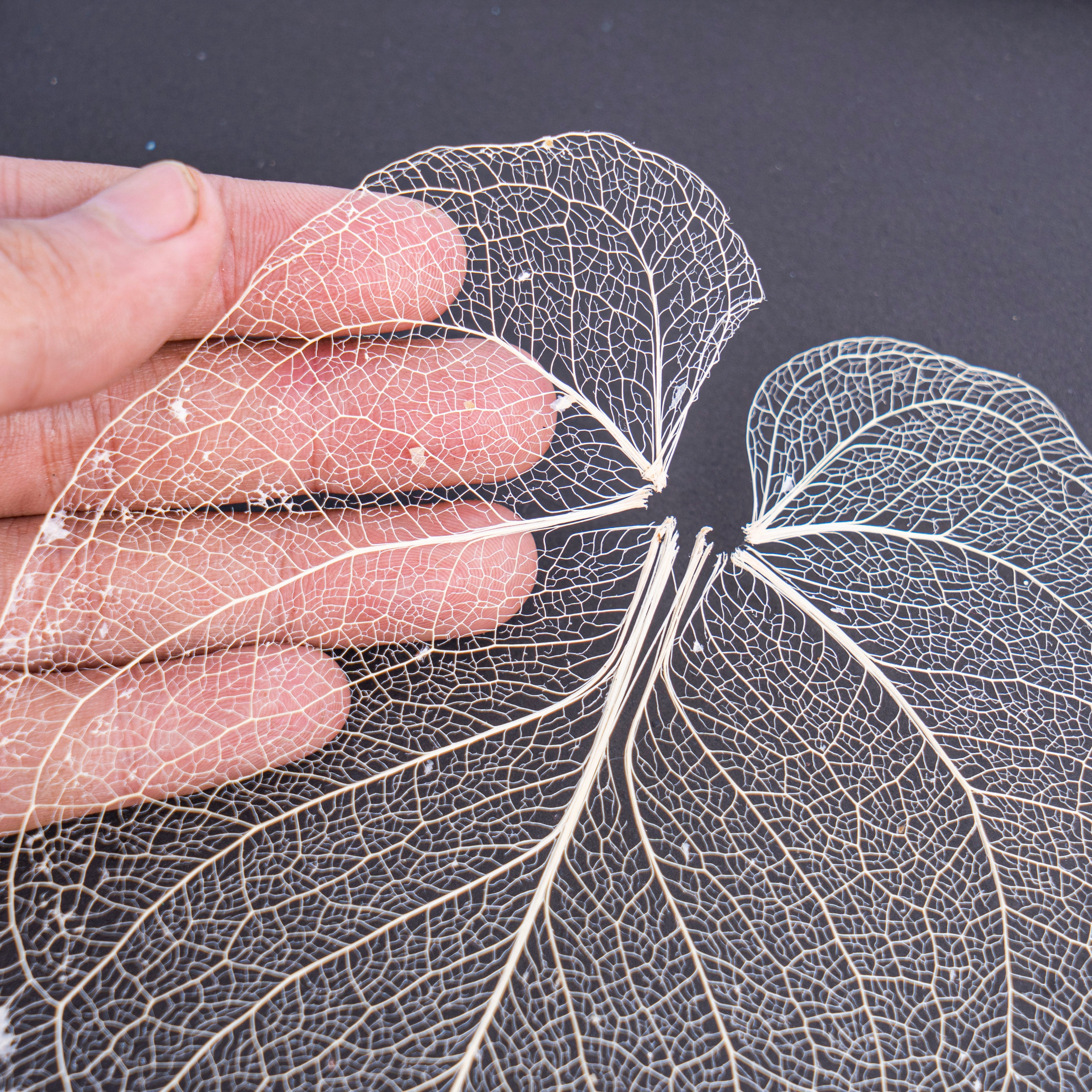 Leaf skeleton - (Anthurium dorayaki) - Aroidmarket
