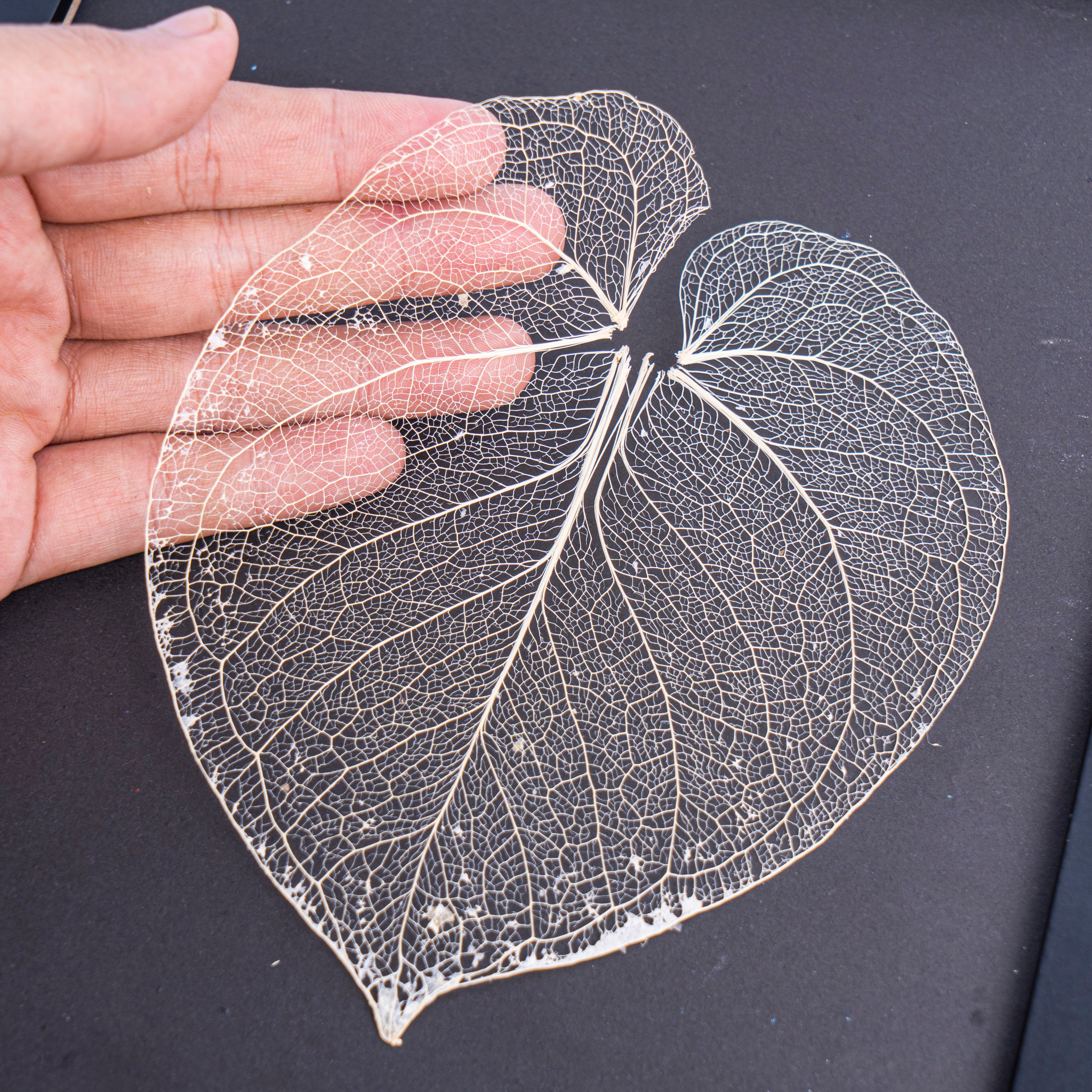 Leaf skeleton - (Anthurium dorayaki) - Aroidmarket