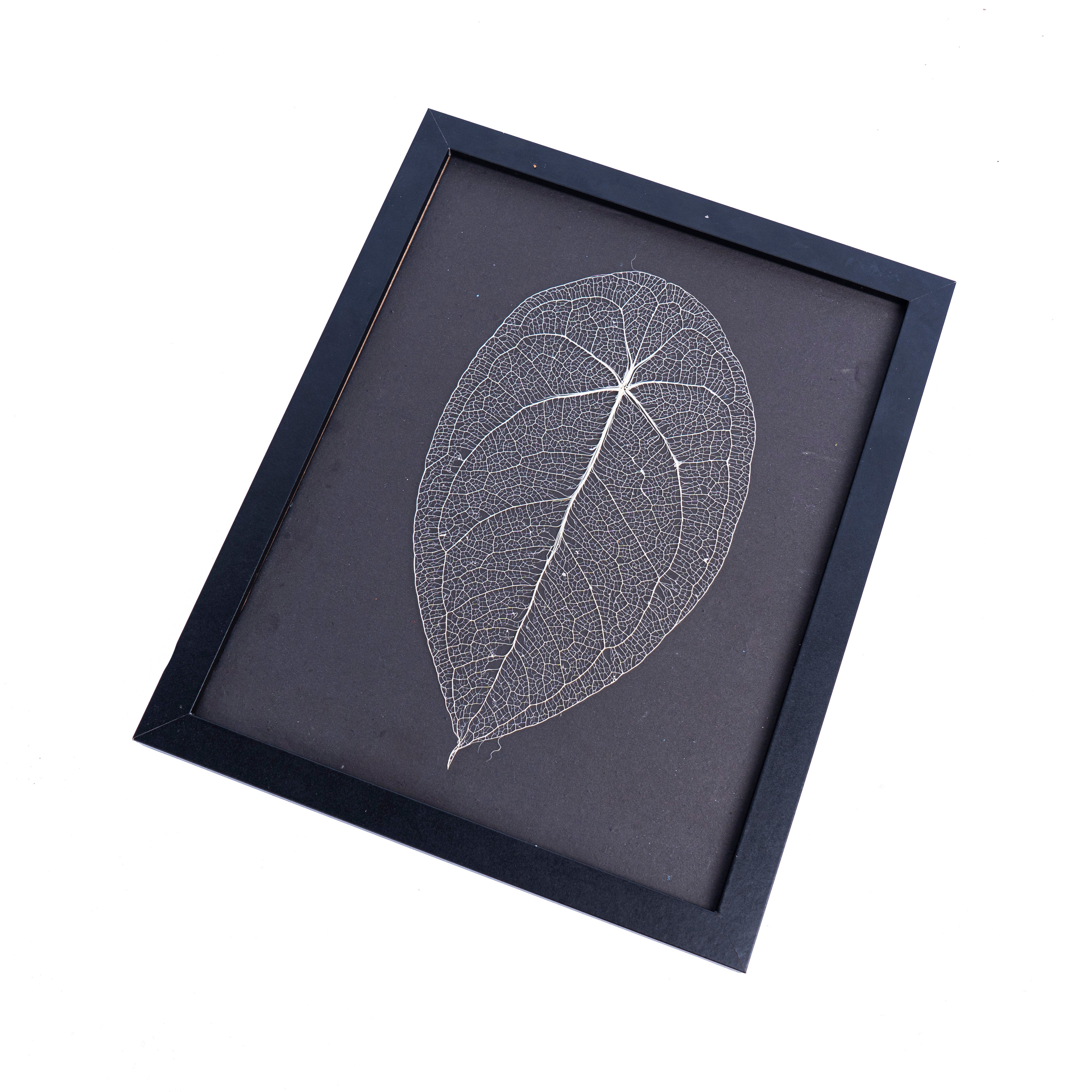 Leaf skeleton - (Anthurium Forgetti) - Aroidmarket