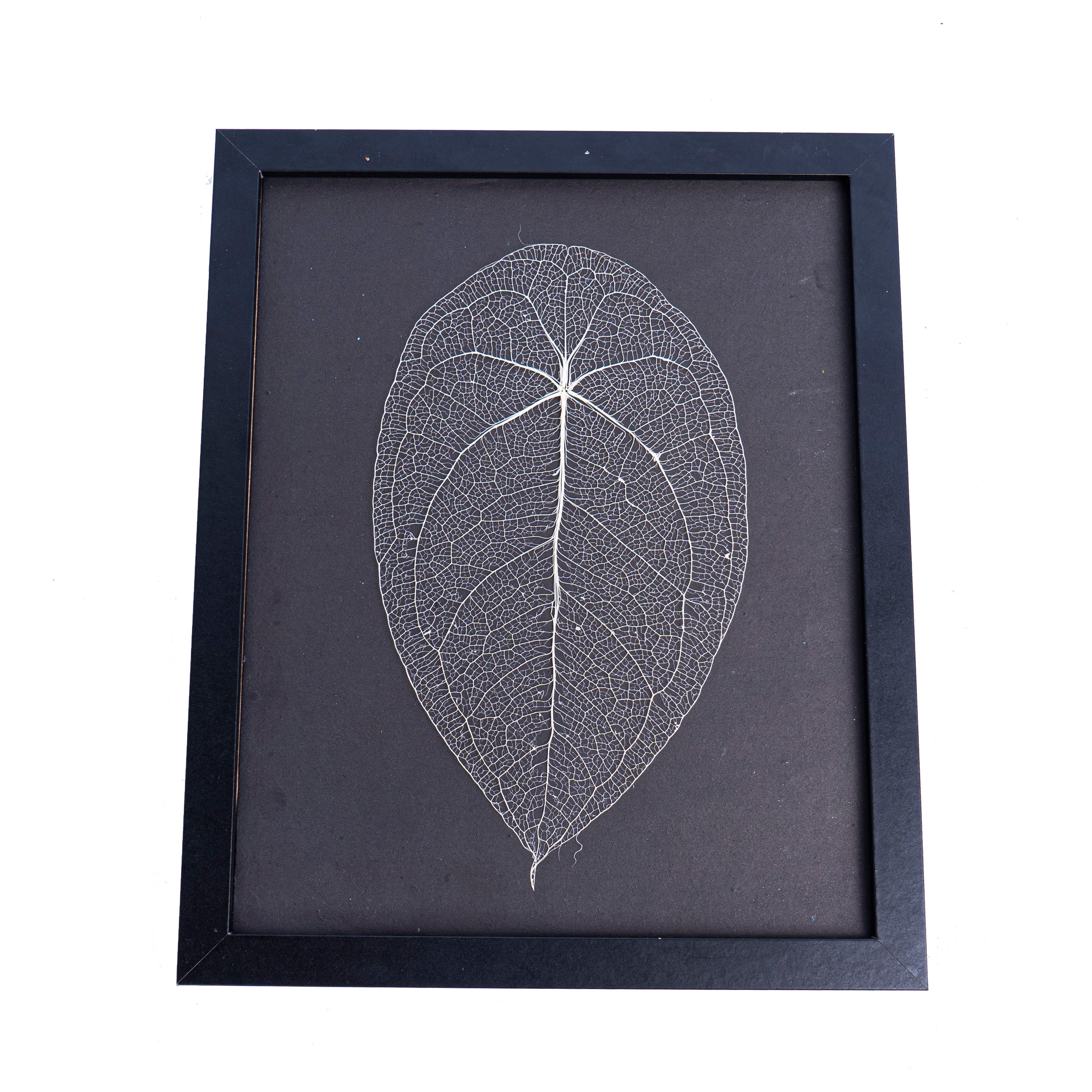 Leaf skeleton - (Anthurium Forgetti) - Aroidmarket