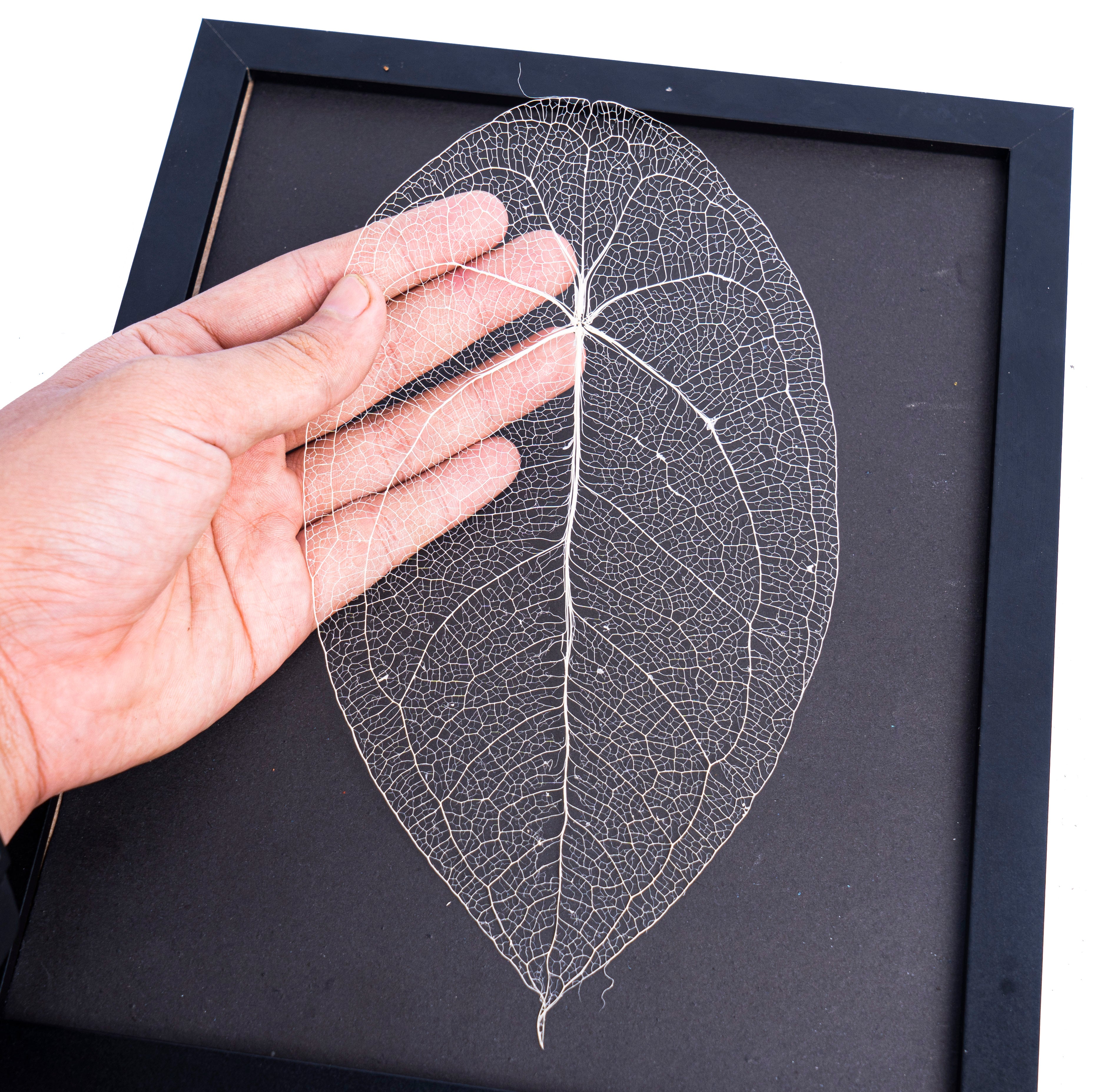 Leaf skeleton - (Anthurium Forgetti) - Aroidmarket