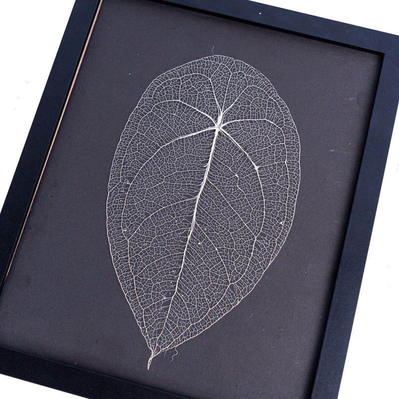 Leaf skeleton - (Anthurium Forgetti) - Aroidmarket