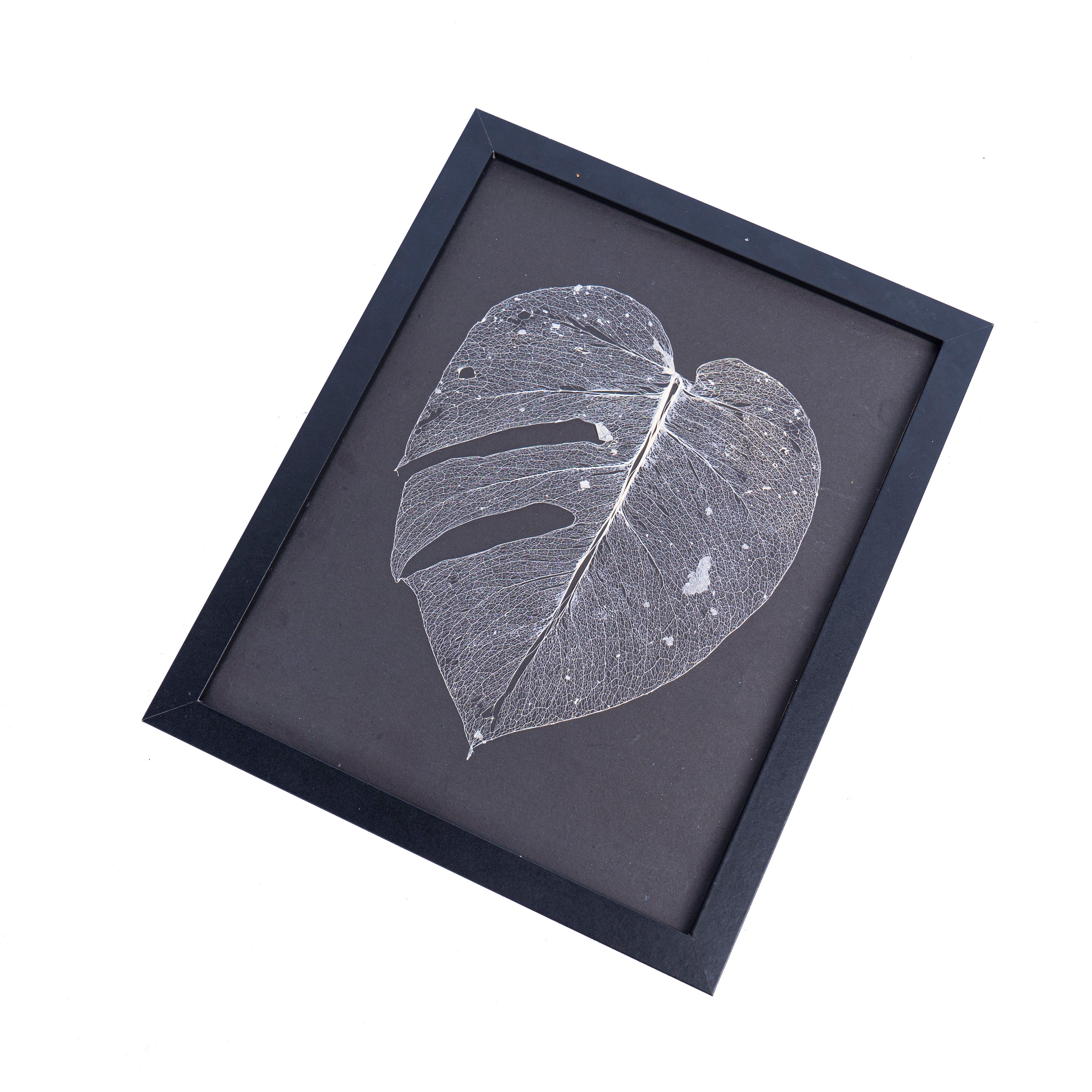 Monstera leaf skeleton - Aroidmarket