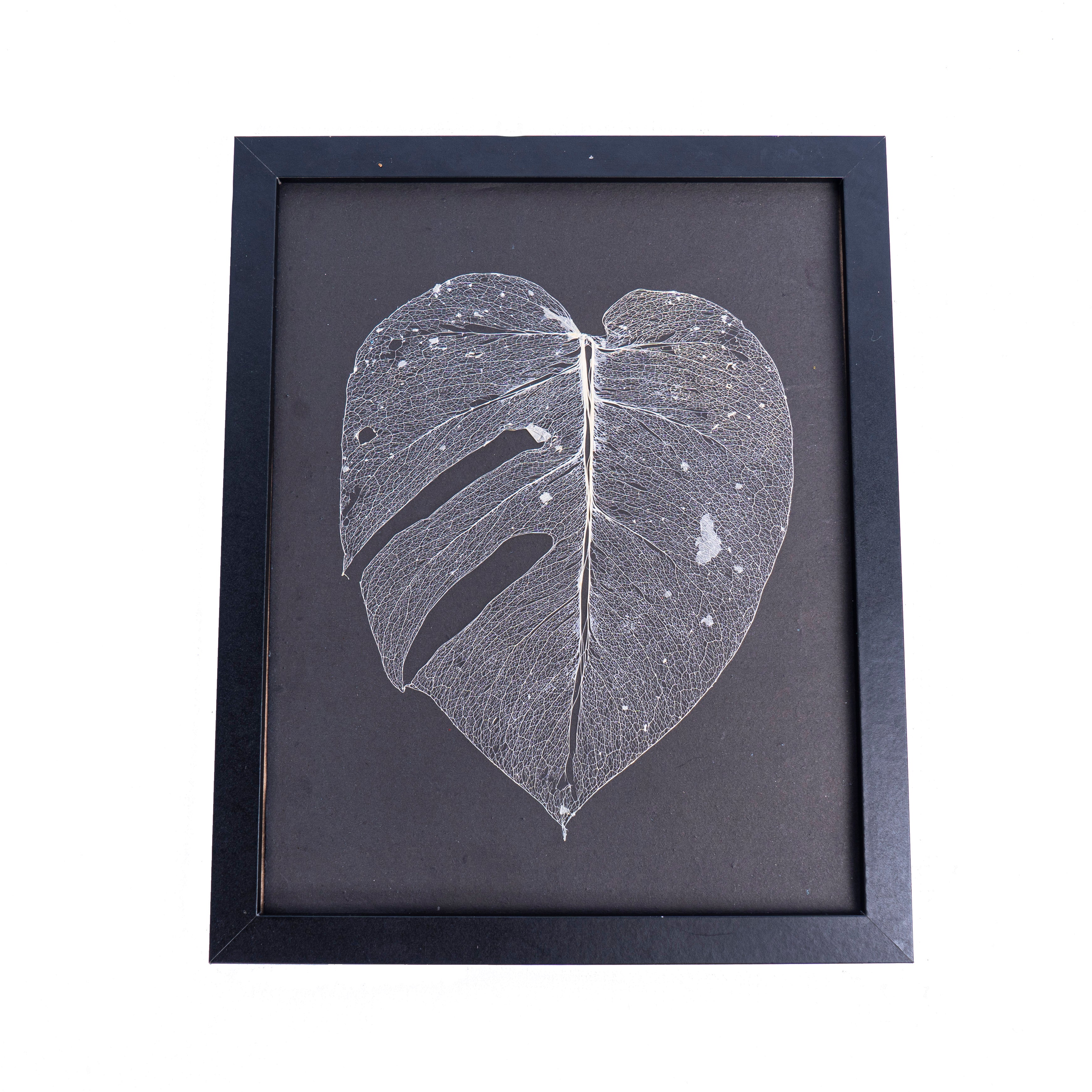 Monstera leaf skeleton - Aroidmarket