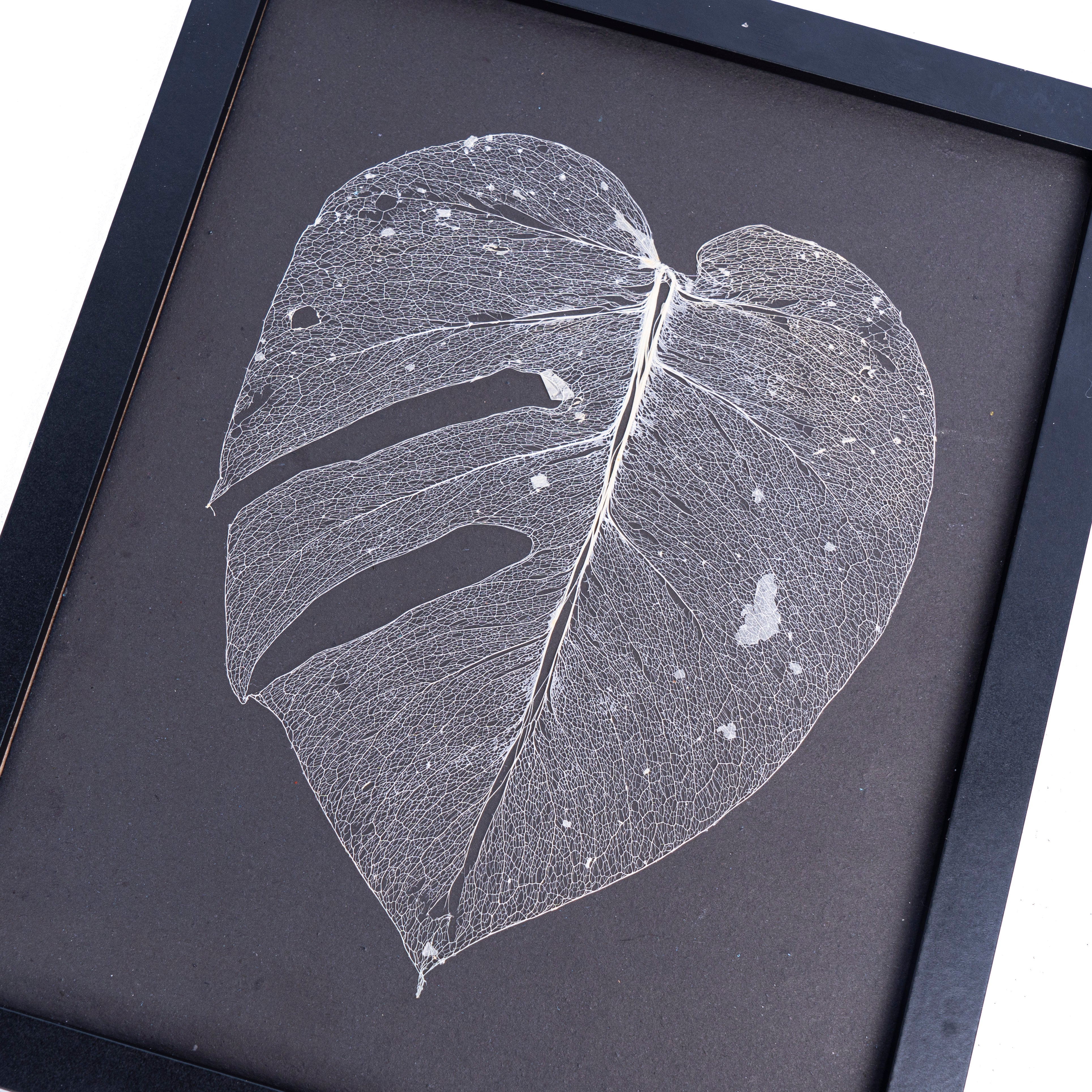 Monstera leaf skeleton - Aroidmarket